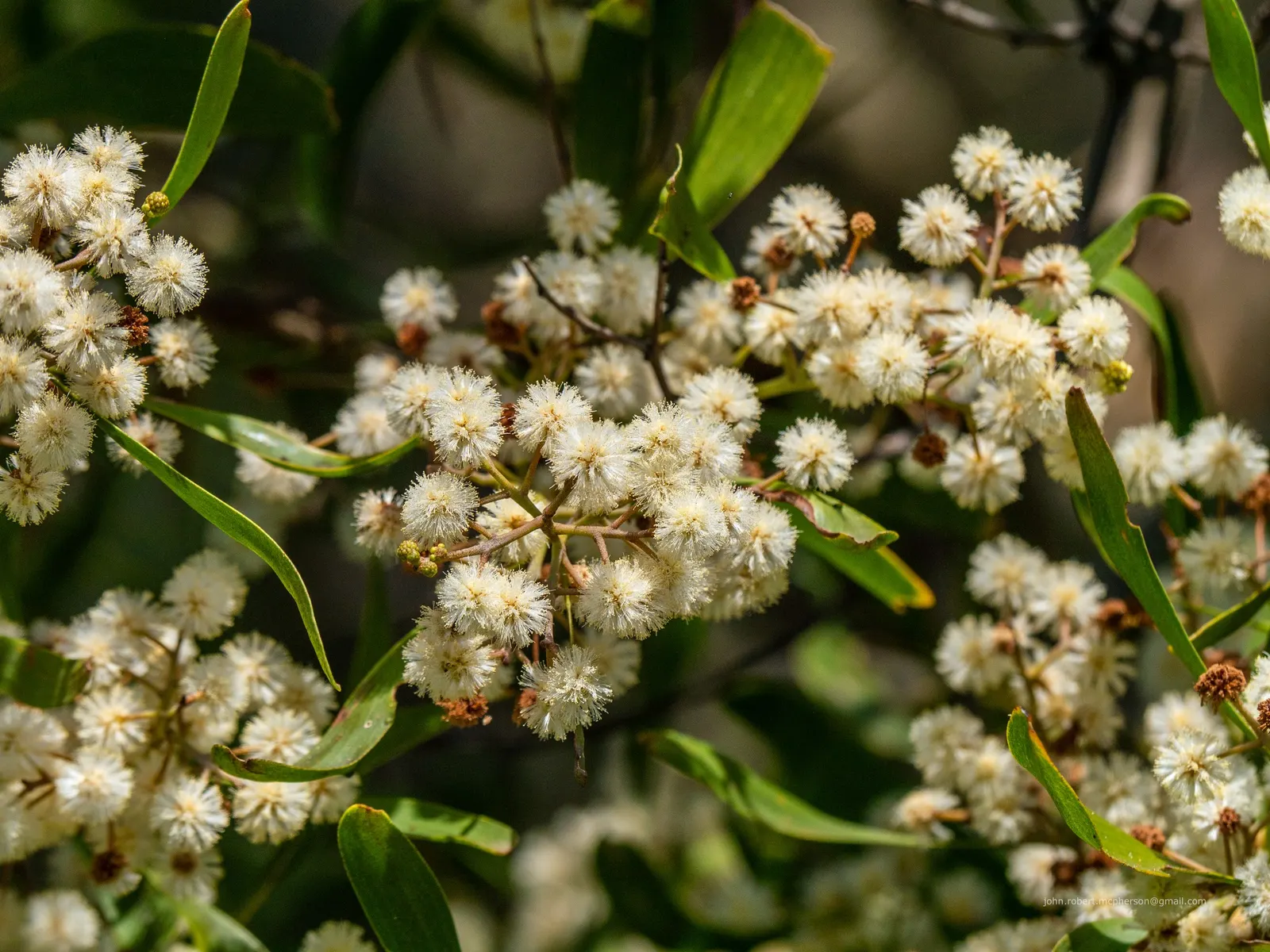 Blackwood Acacia (Acacia Melanoxylon) — reaching up to 100 ft tall; these blooms are often followed by elongated seed pods