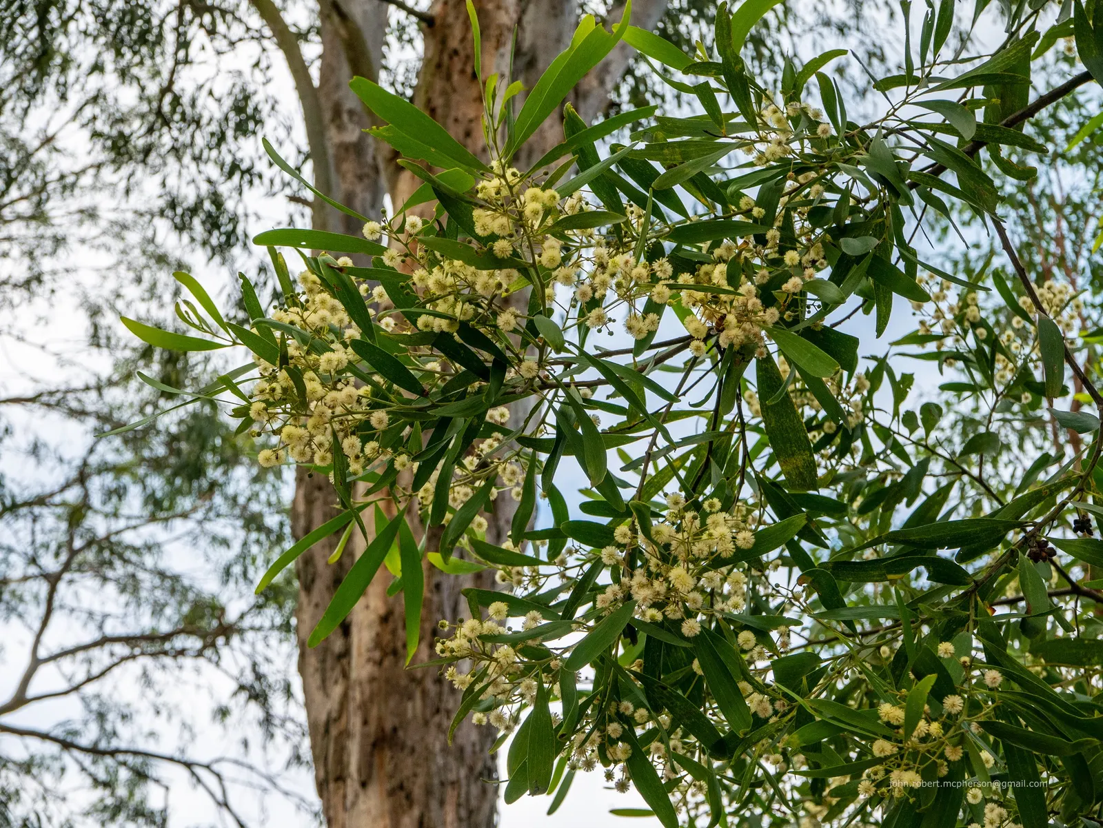 Blackwood Acacia (Acacia Melanoxylon) — yet the tree also accepts occasional wet conditions; reaching up to 100 ft tall, image 85