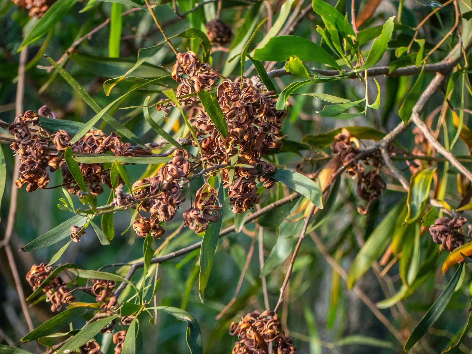 Blackwood Acacia (Acacia Melanoxylon) — tree for full