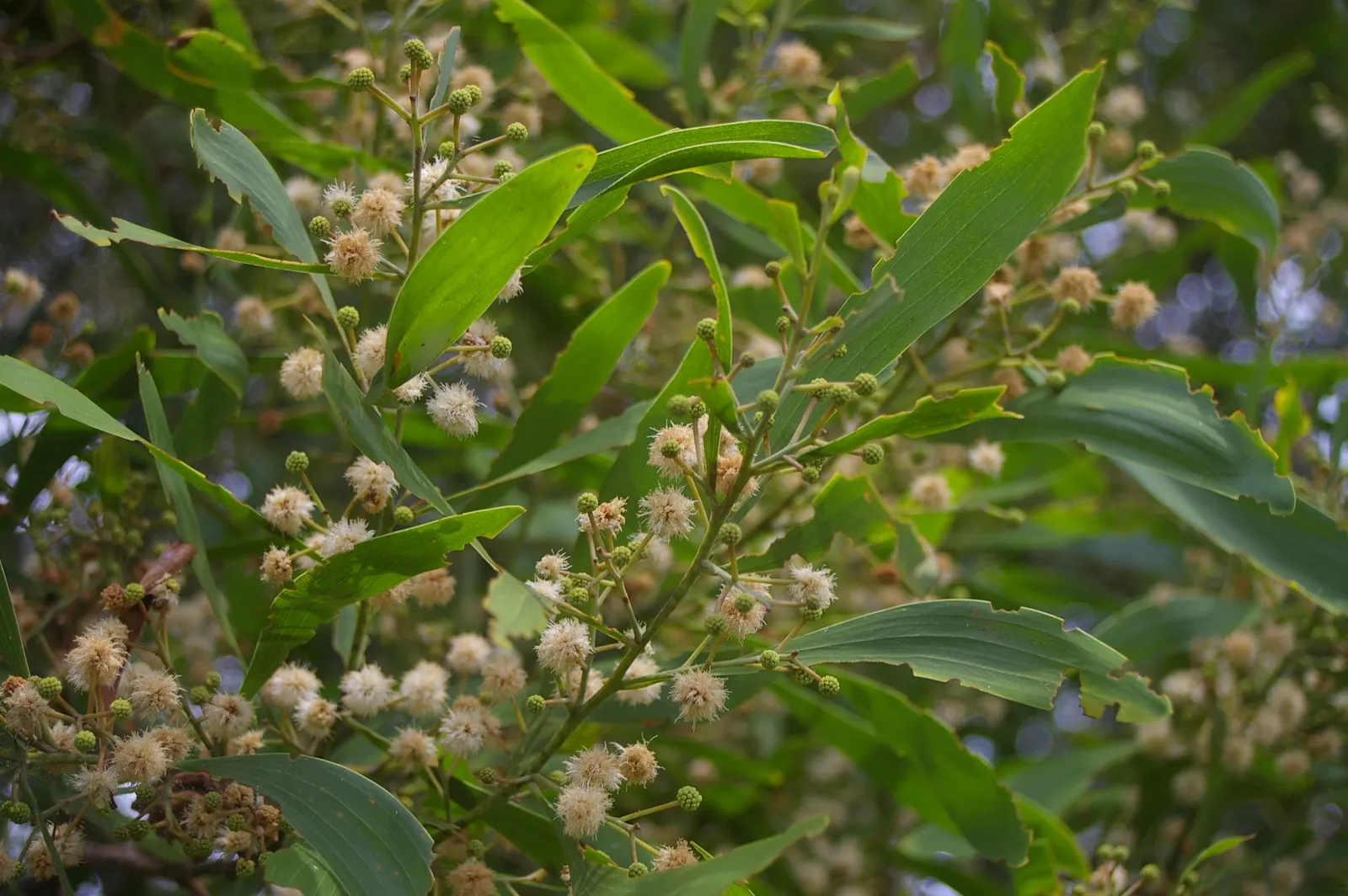 Blackwood Acacia (Acacia Melanoxylon) — Blackwood Acacia (Acacia melanoxylon) is an evergreen; it features dense, dark green foliage with a weeping, image 94