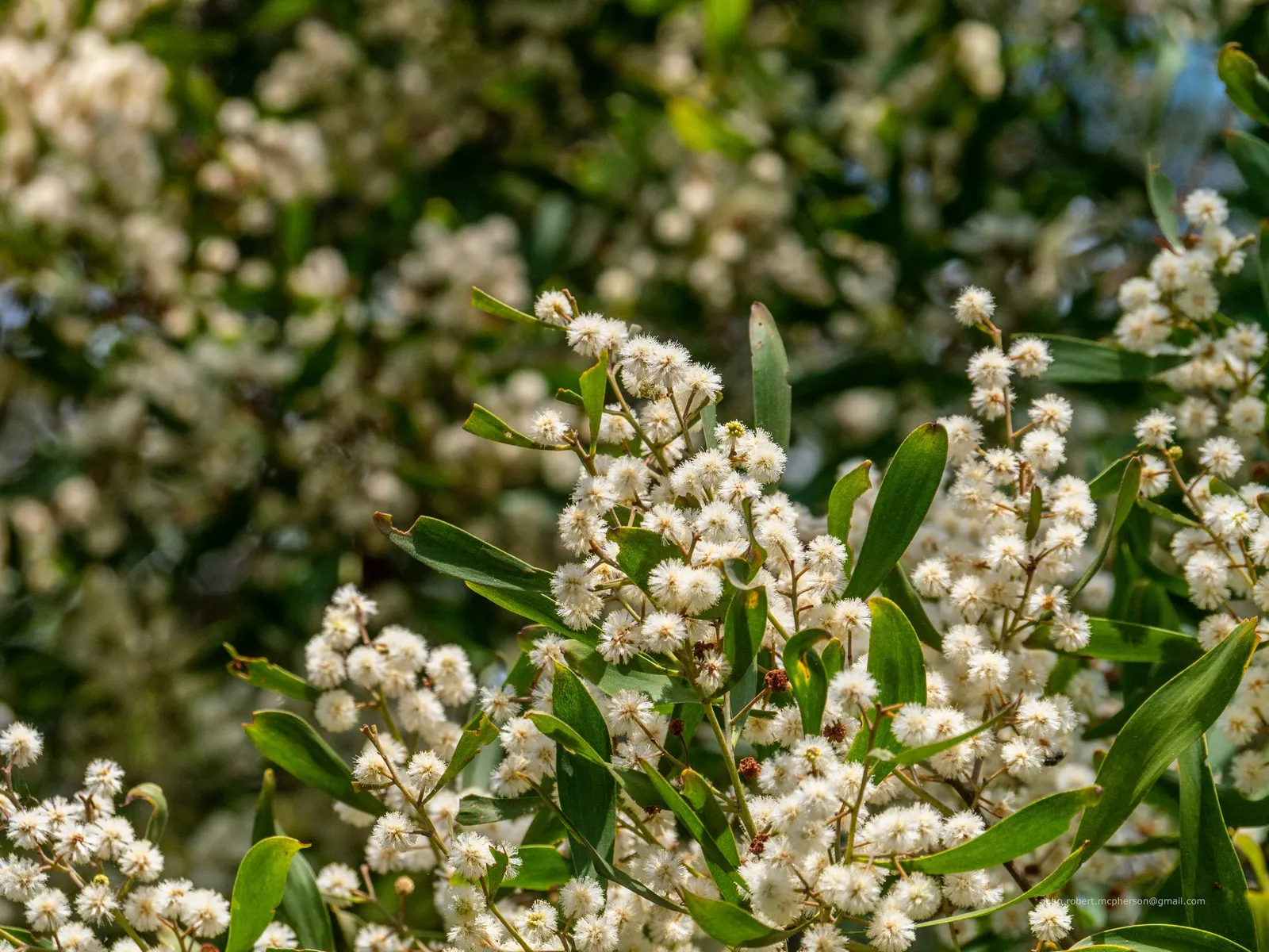 Blackwood Acacia (Acacia Melanoxylon) — Caution: potentially invasive, it may require maintenance to control spread; each measuring up to 4 inches long