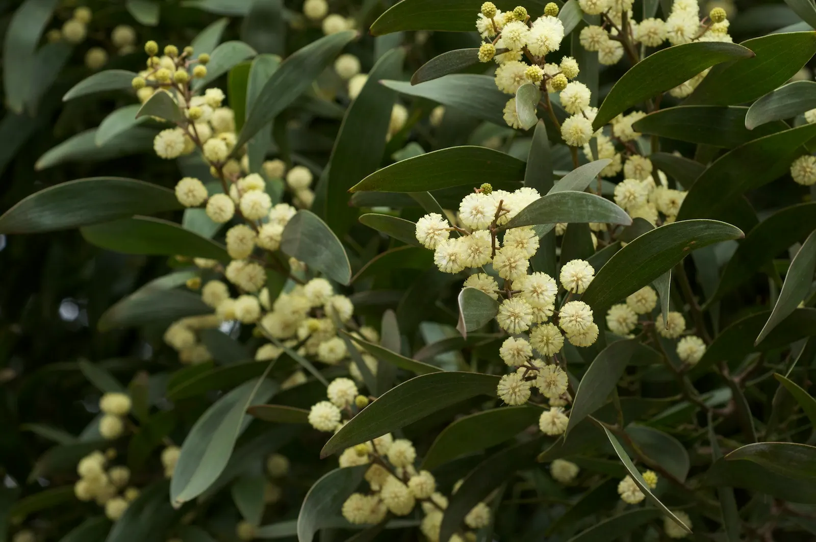 Blackwood Acacia (Acacia Melanoxylon) — making it a versatile choice for diverse landscapes