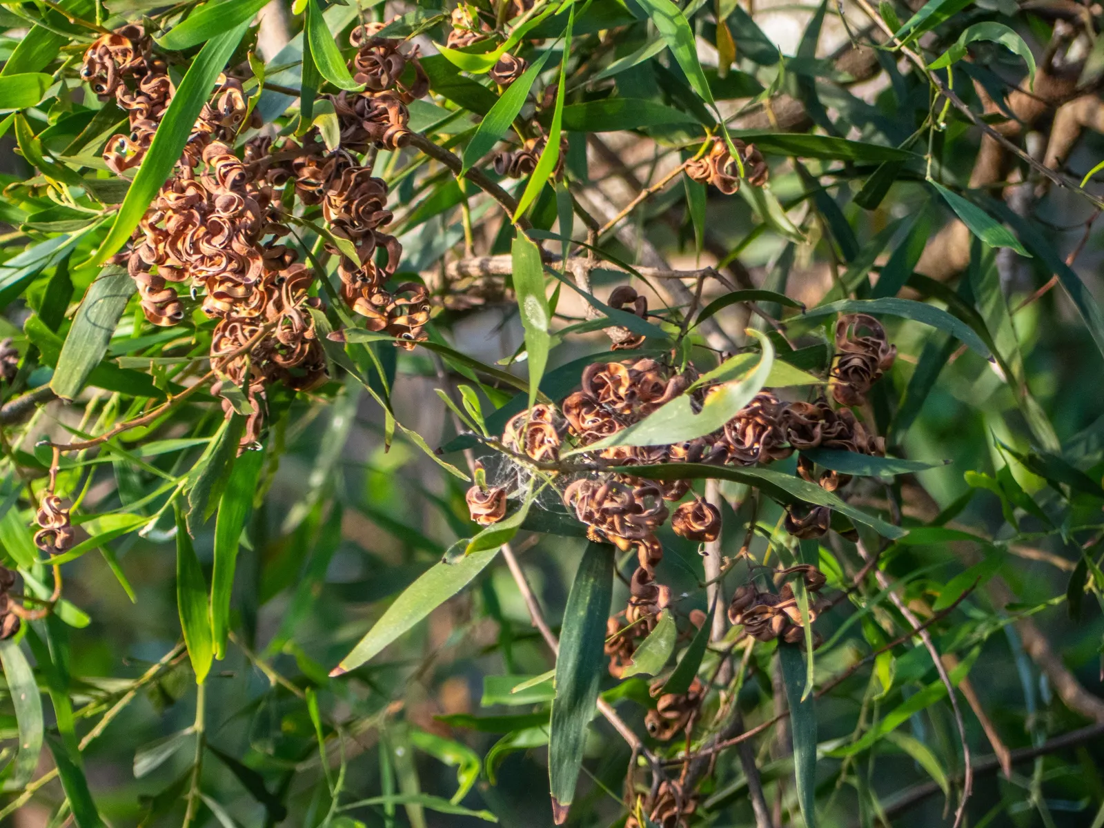 Blackwood Acacia (Acacia Melanoxylon) — adding a splash of color and interest; yet the tree also accepts occasional wet conditions, image 79