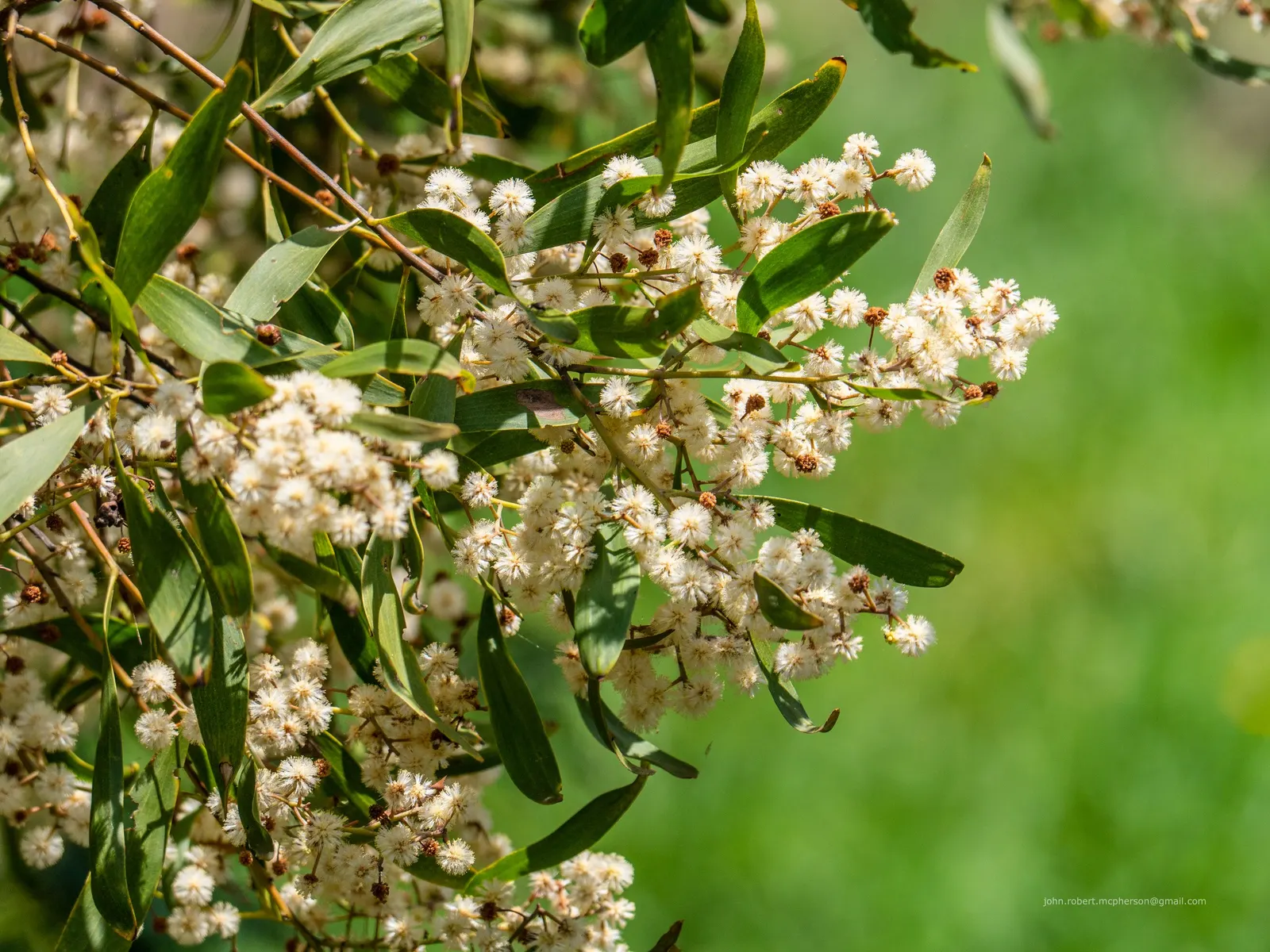 Blackwood Acacia (Acacia Melanoxylon) — white flowers in the garden