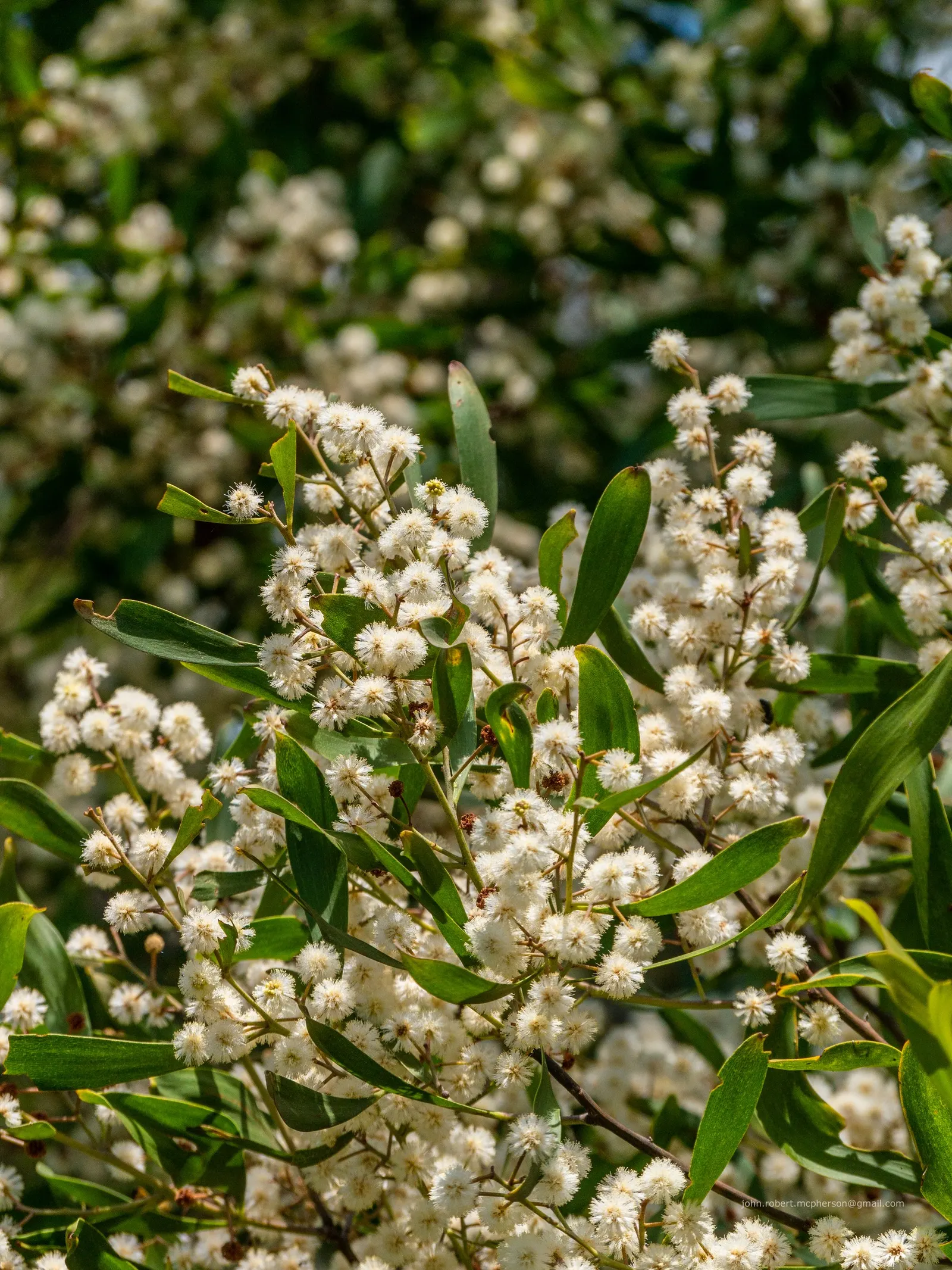 Blackwood Acacia (Acacia Melanoxylon) — With minimal maintenance requirements and a hardy constitution