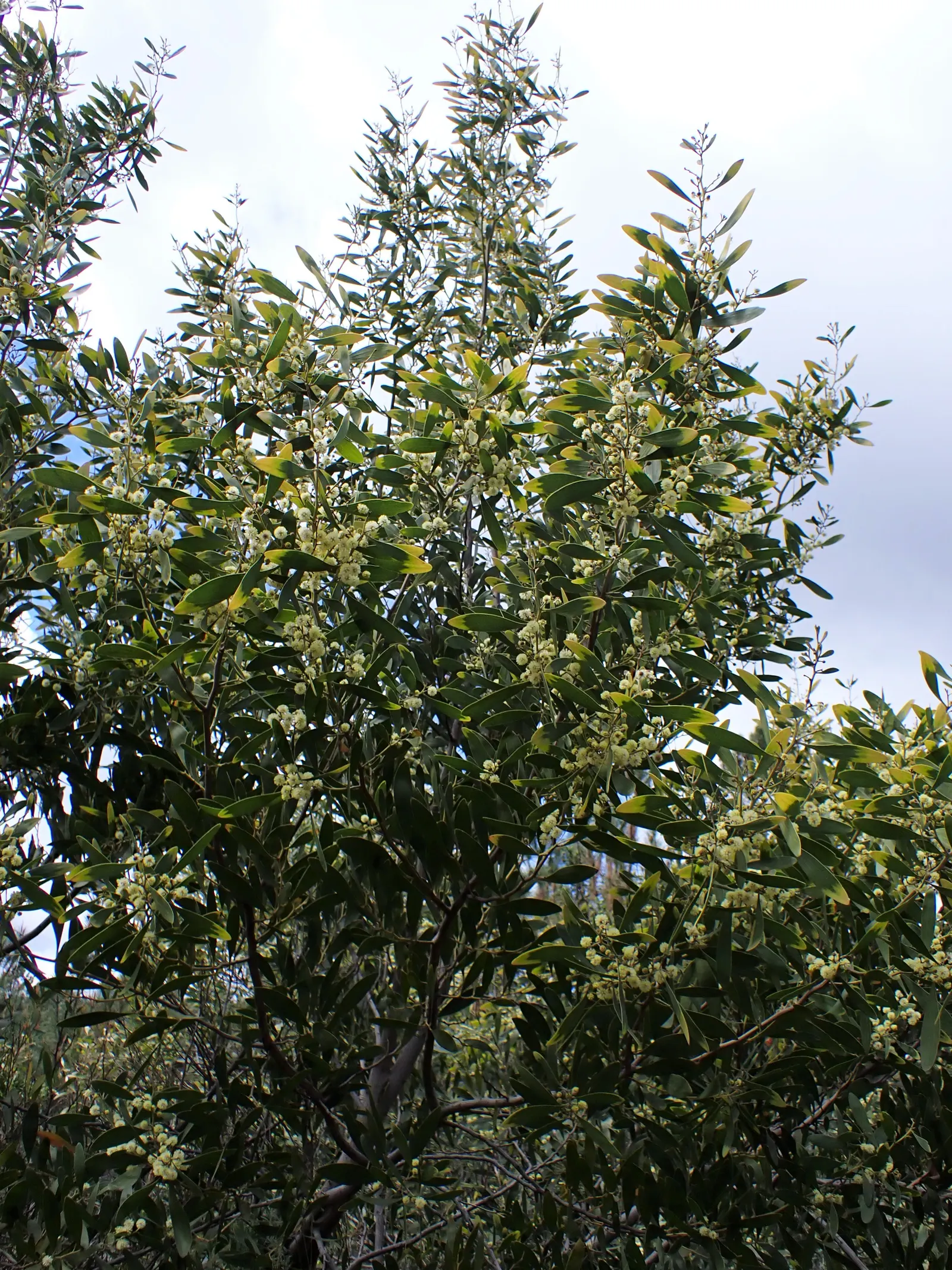 Blackwood Acacia (Acacia Melanoxylon) — scientifically known as Acacia melanoxylon