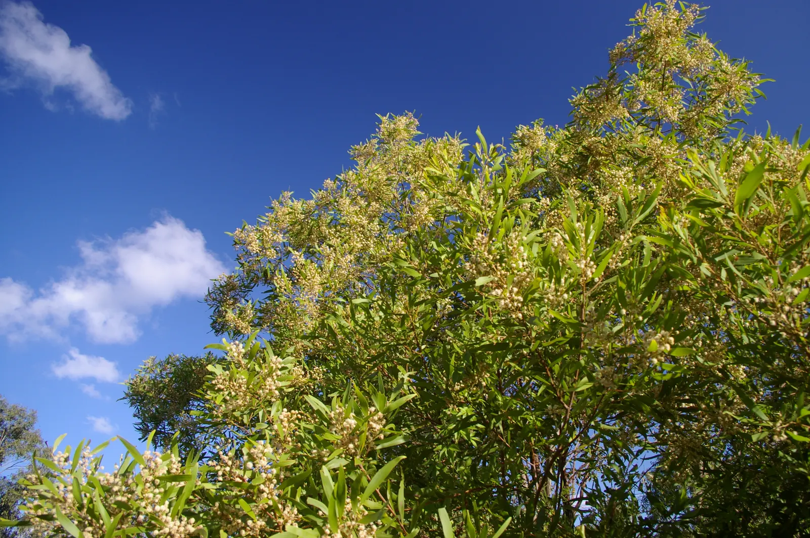 Blackwood Acacia (Acacia Melanoxylon) — is an evergreen tree renowned for both its ornamental and functional benefits