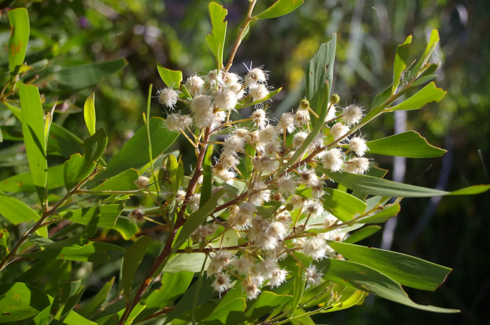 Blackwood Acacia (Acacia Melanoxylon) — dense canopy of dark green; fast-growing tree native to Australia, image 76
