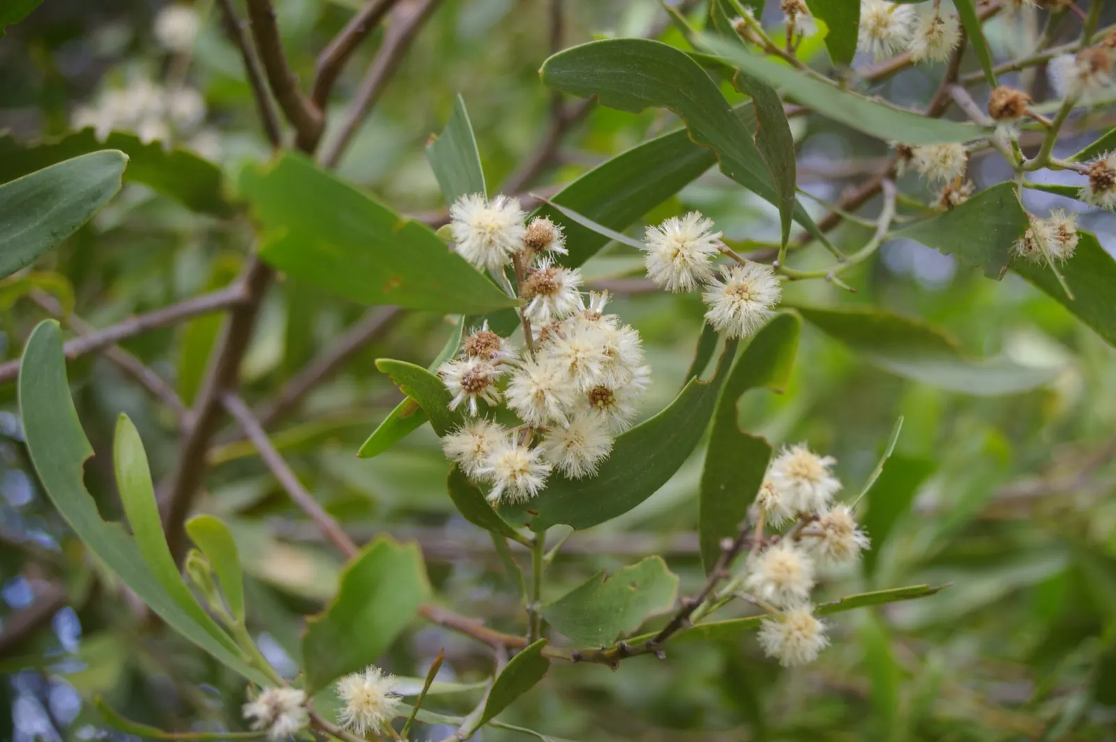 Blackwood Acacia (Acacia Melanoxylon) — Originating from southeastern Australia; its wood is prized for fine furniture, image 72