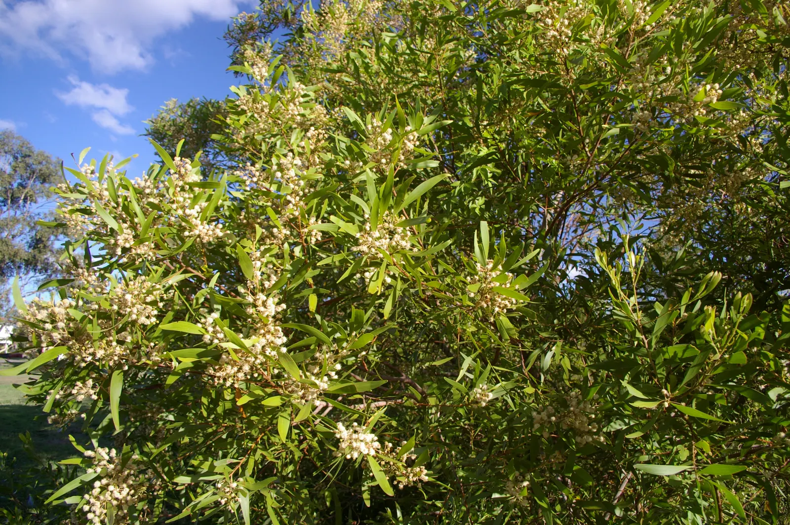 Blackwood Acacia (Acacia Melanoxylon) — Caution: potentially invasive, it may require maintenance to control spread