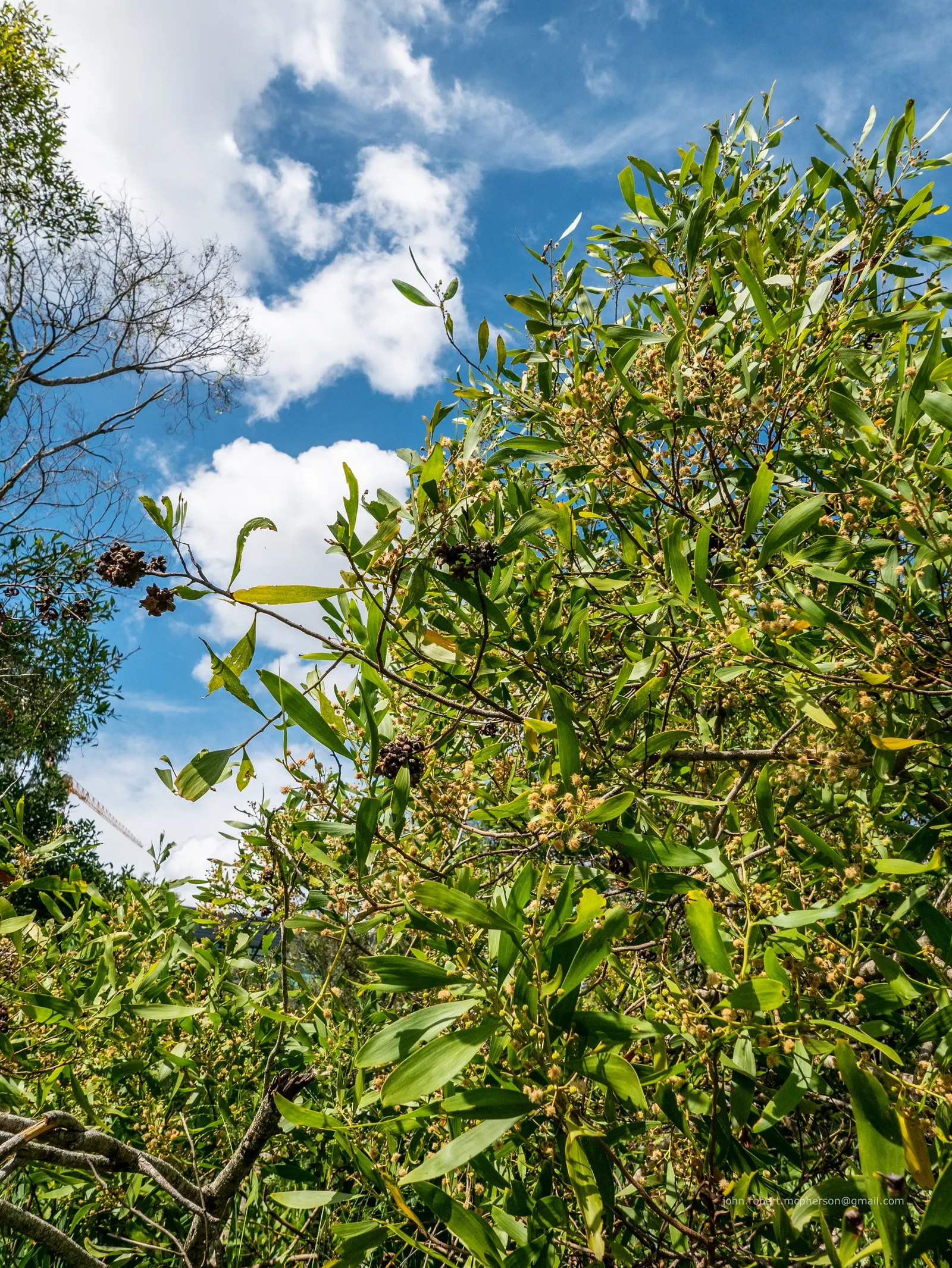 Blackwood Acacia (Acacia Melanoxylon) — although it prefers well-drained soils; the Acacia melanoxylon thrives in full sun conditions and is highly, image 83