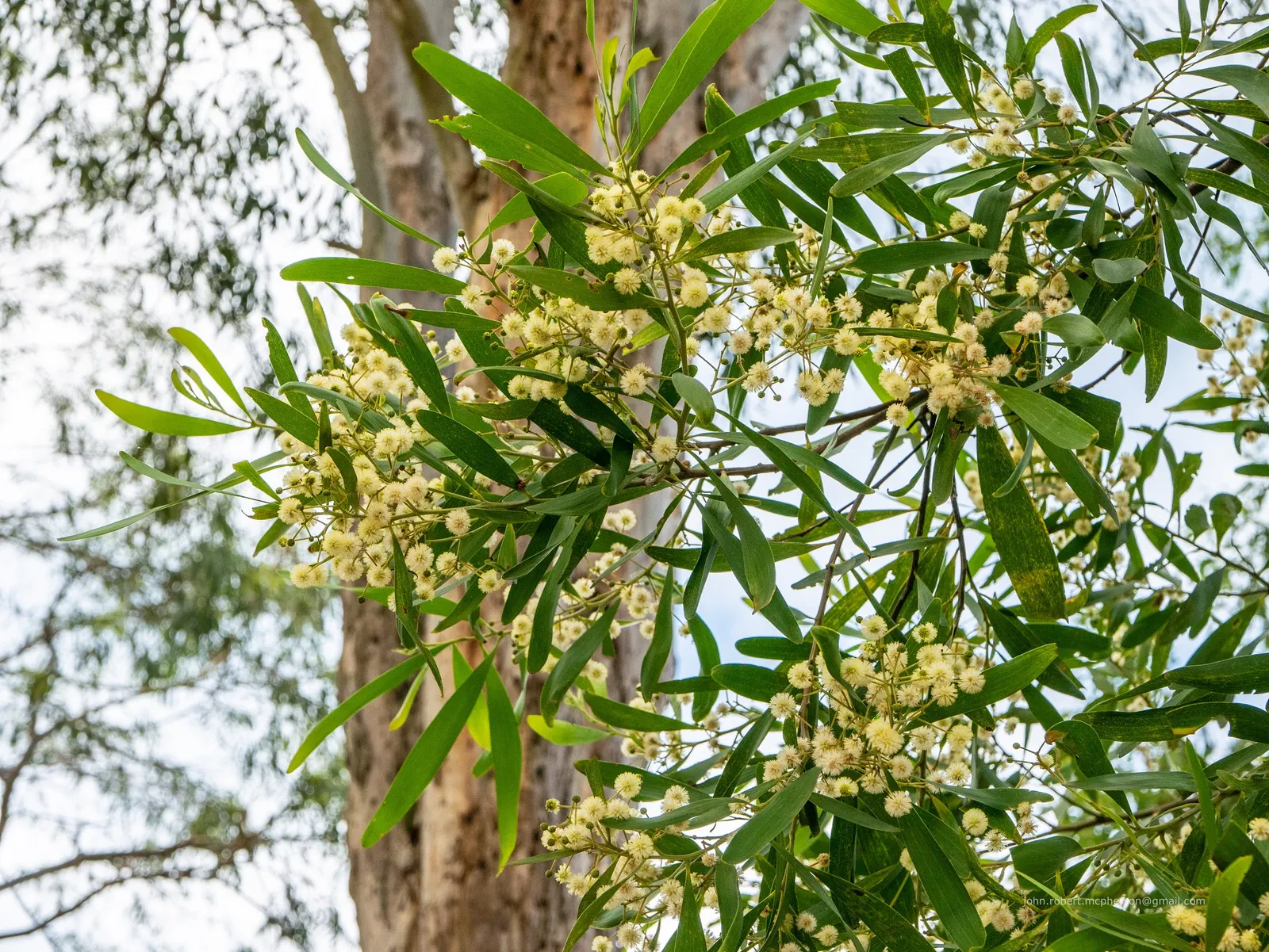 Blackwood Acacia (Acacia Melanoxylon) — With minimal maintenance requirements and a hardy constitution; tree for full, image 89