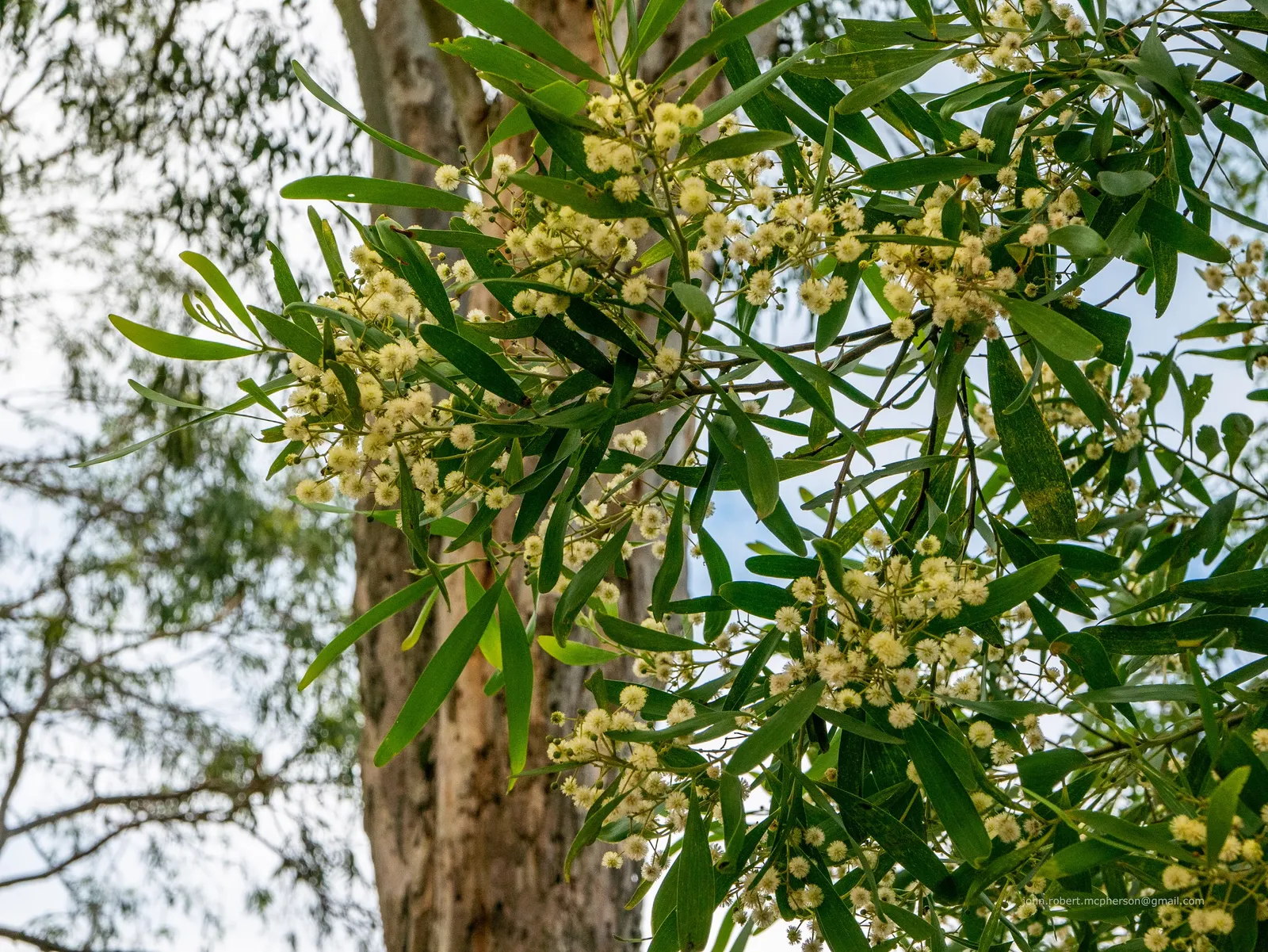 Blackwood Acacia (Acacia Melanoxylon) — white flowers in the garden; dense canopy of dark green, image 91