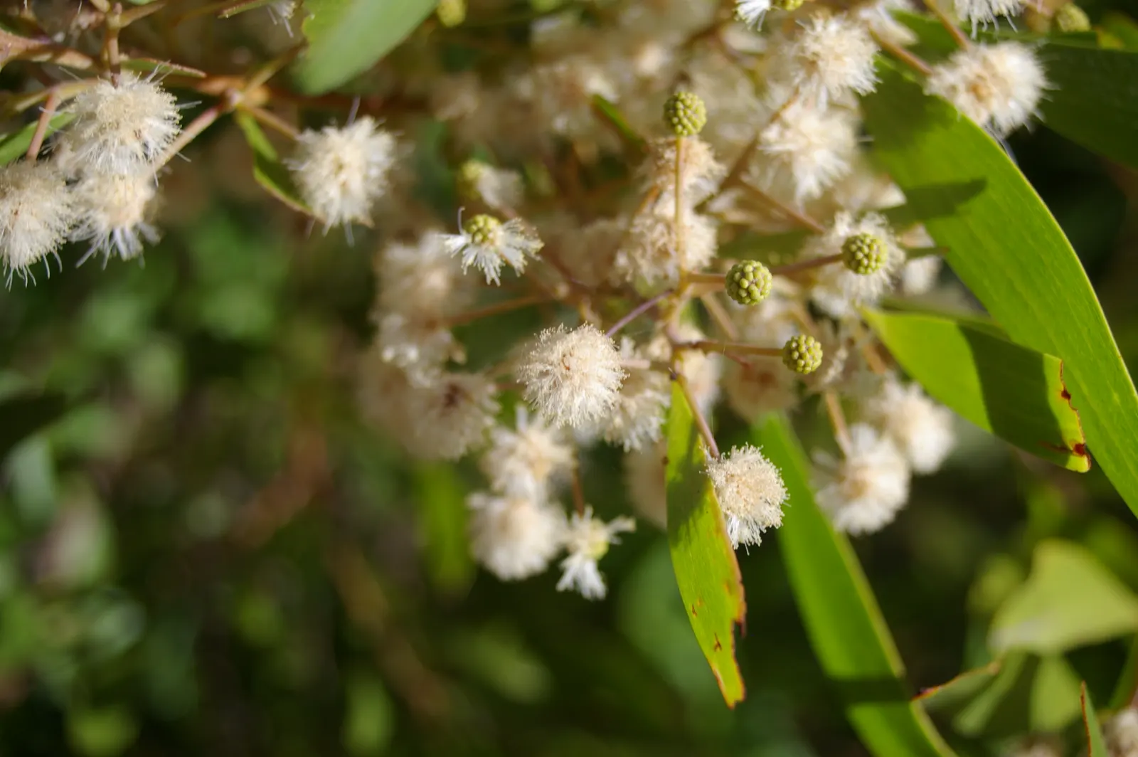 Blackwood Acacia (Acacia Melanoxylon) — which mature to a deep brown shade.<br><br>Suitable for USDA hardiness zones 9 through 11; suited for USDA, image 81