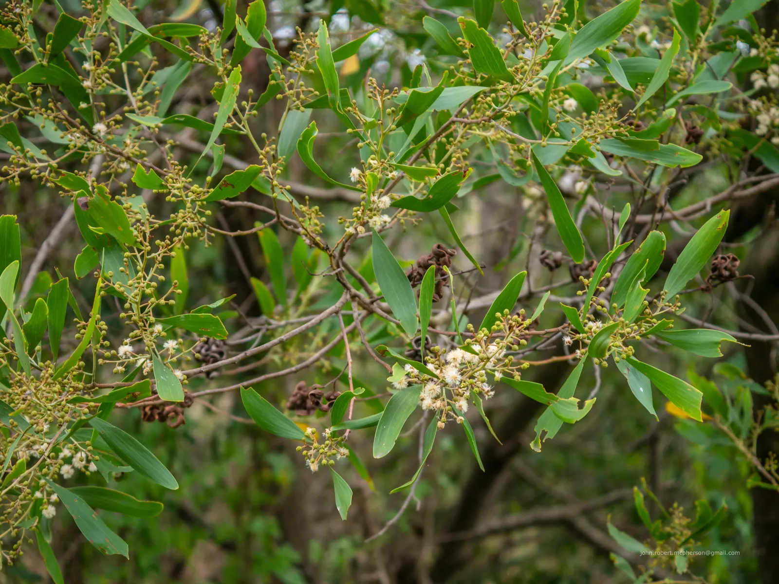 Blackwood Acacia (Acacia Melanoxylon) — it's a favorable selection for clients who appreciate both beauty and resilience in their garden; caution, image 90