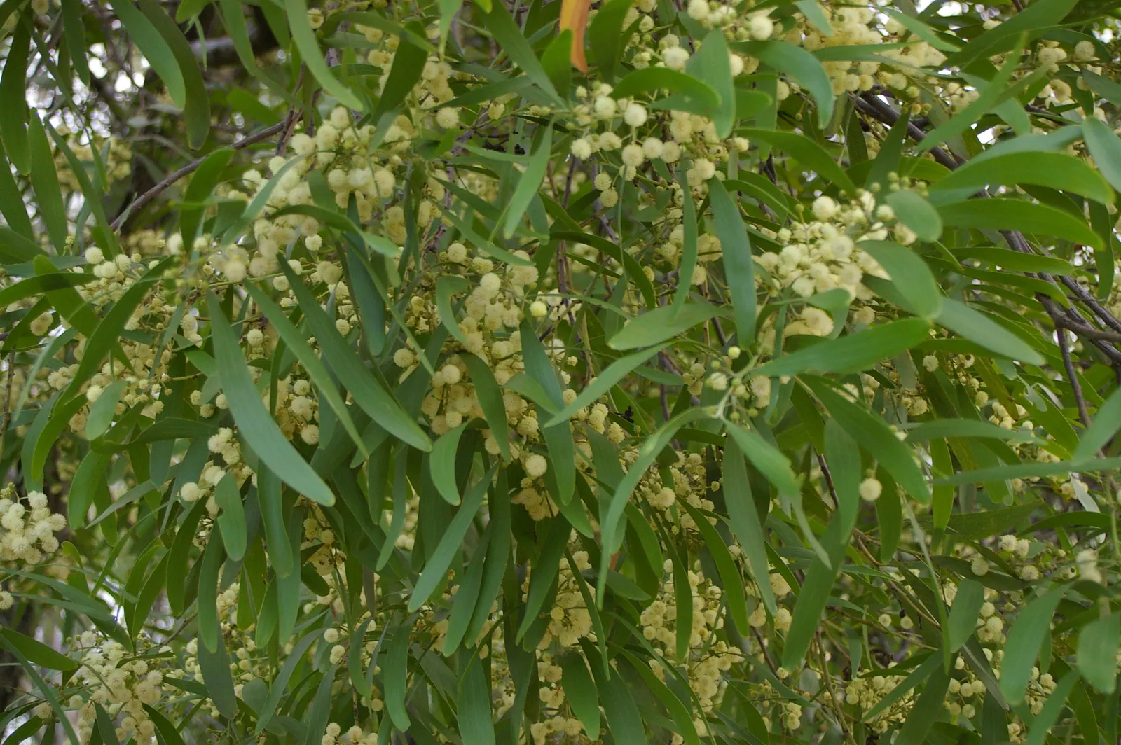 Blackwood Acacia (Acacia Melanoxylon) — reaching up to 100 ft tall; these blooms are often followed by elongated seed pods, image 96