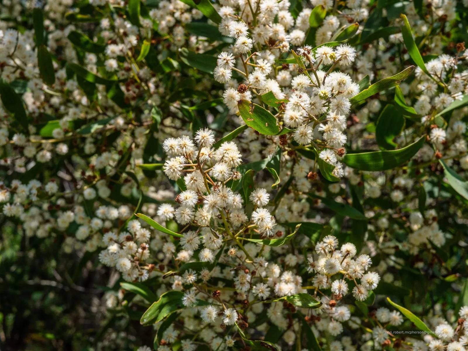 Blackwood Acacia (Acacia Melanoxylon) — Suited for USDA zones 9-11, it requires full sun to partial shade and well-drained soil; scientifically, image 68