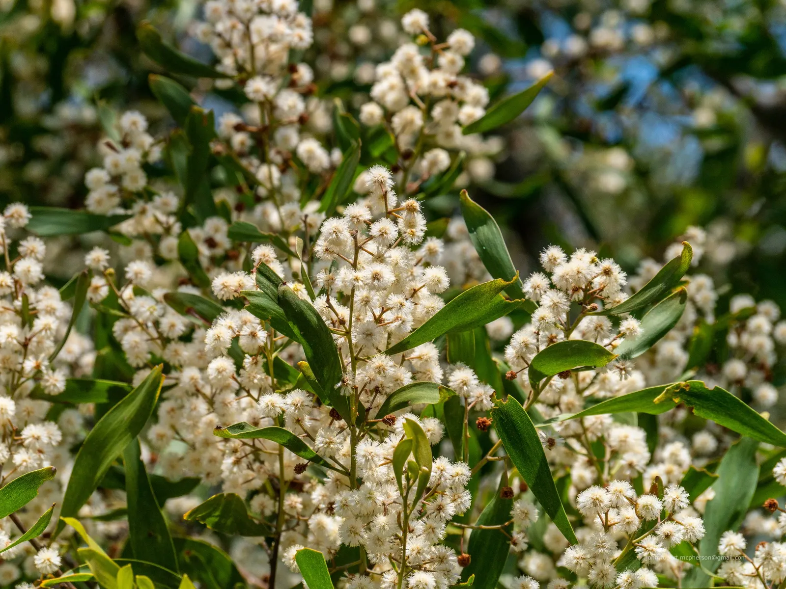 Blackwood Acacia (Acacia Melanoxylon) — with a canopy spread of 20 to 35 feet; which mature to a deep brown shade.<br><br>Suitable for USDA, image 74