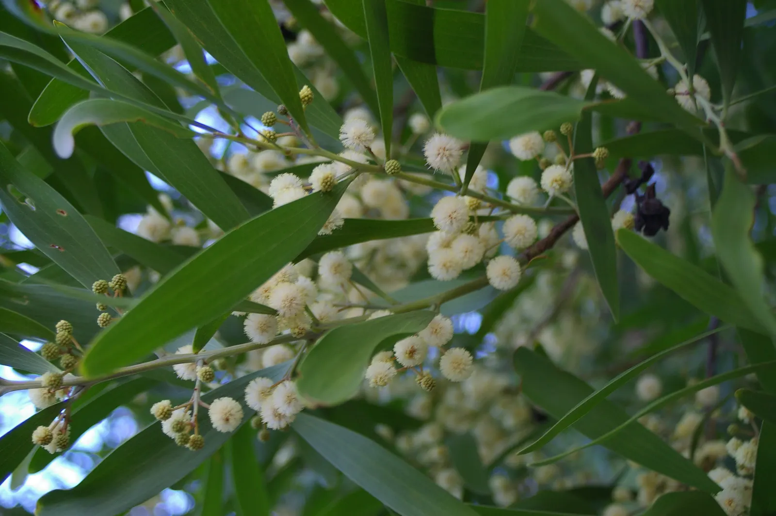 Blackwood Acacia (Acacia Melanoxylon) — scientifically known as Acacia melanoxylon; its drought tolerance is noteworthy
