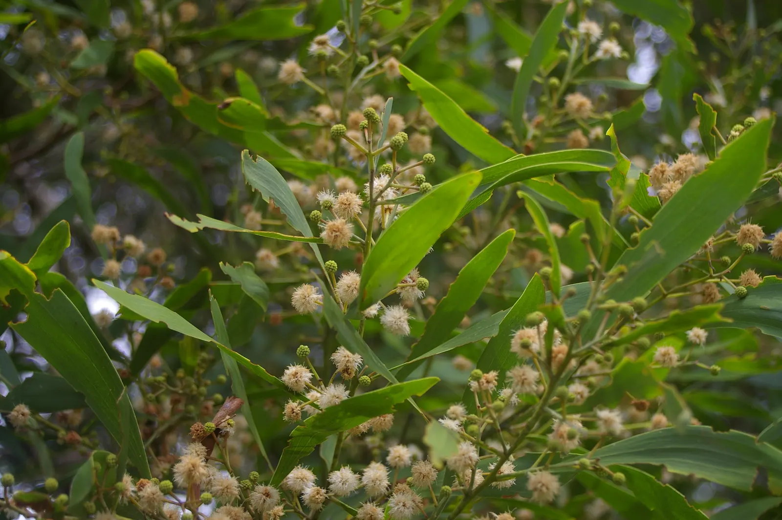 Blackwood Acacia (Acacia Melanoxylon) — Its wood is prized for fine furniture; blackwood Acacia (Acacia melanoxylon) is an evergreen