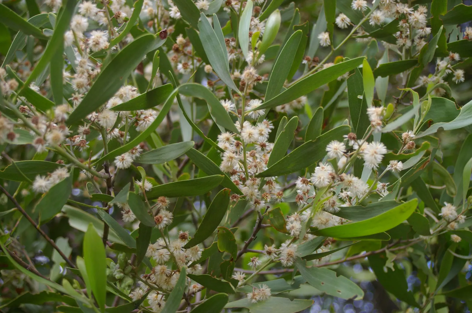 Blackwood Acacia (Acacia Melanoxylon) — fast-growing tree native to Australia; this adaptable species quickly flourishes to reach an impressive, image 95