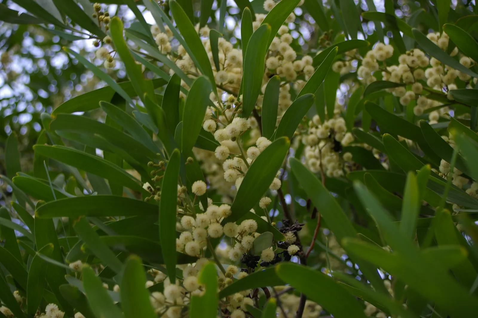 Blackwood Acacia (Acacia Melanoxylon) — this adaptable species quickly flourishes to reach an impressive height of 30 to 50 feet; with a canopy, image 73
