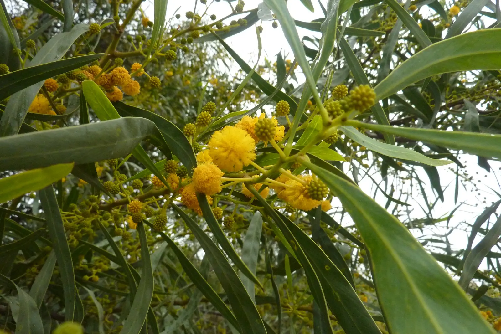 Blackwood Acacia (Acacia Melanoxylon) — reaching up to 100 ft tall; these blooms are often followed by elongated seed pods, image 65