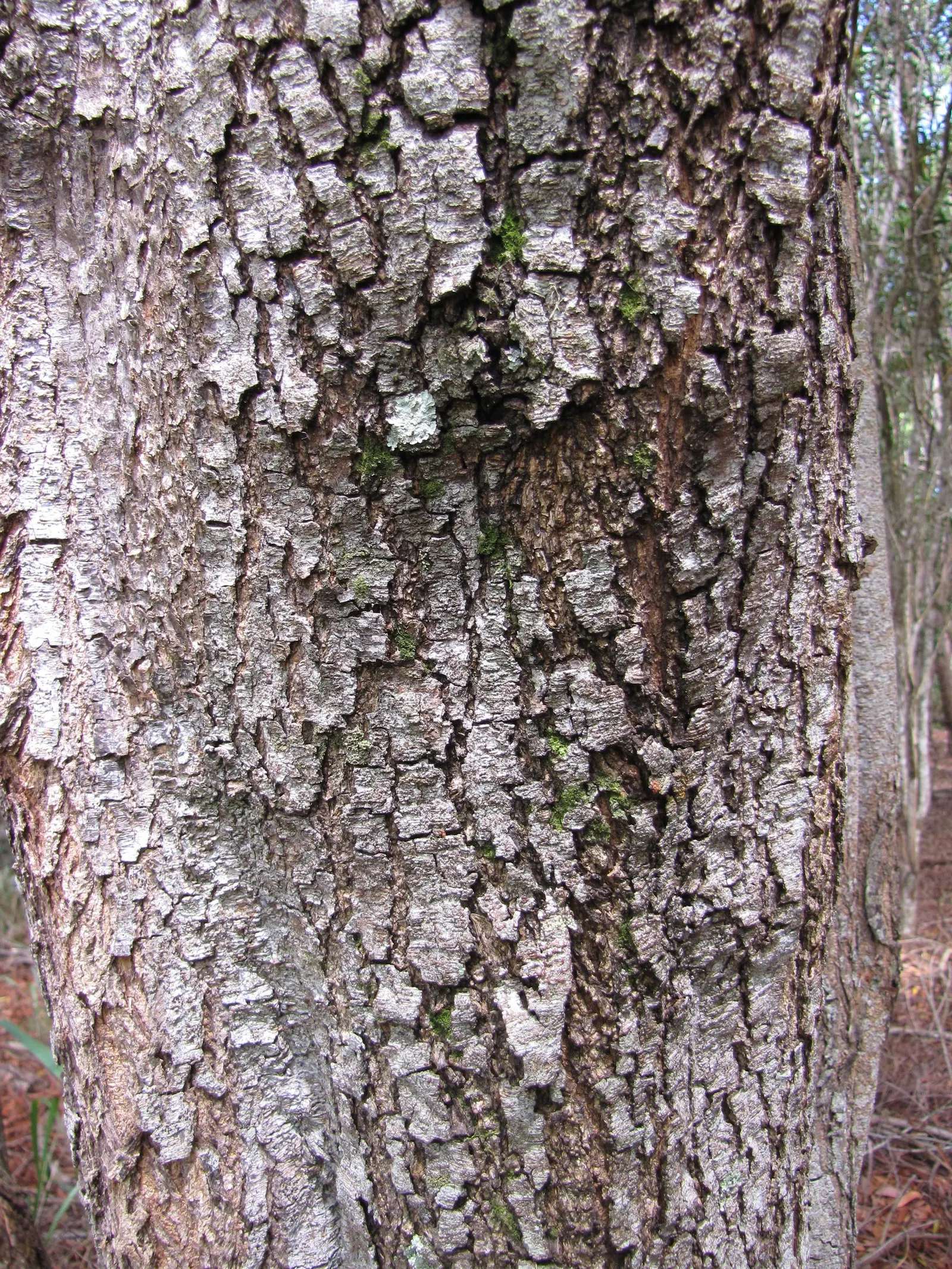 Blackwood Acacia (Acacia Melanoxylon) — with a canopy spread of 20 to 35 feet