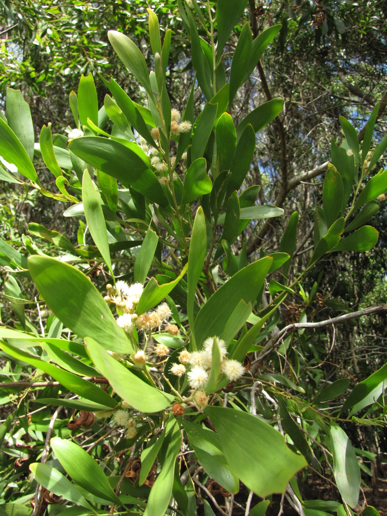 Blackwood Acacia (Acacia Melanoxylon) — which mature to a deep brown shade.<br><br>Suitable for USDA hardiness zones 9 through 11; suited for USDA zones 9-11