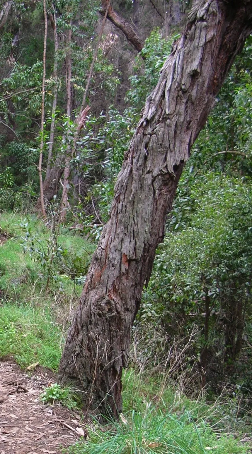 Blackwood Acacia (Acacia Melanoxylon) — dense canopy of dark green