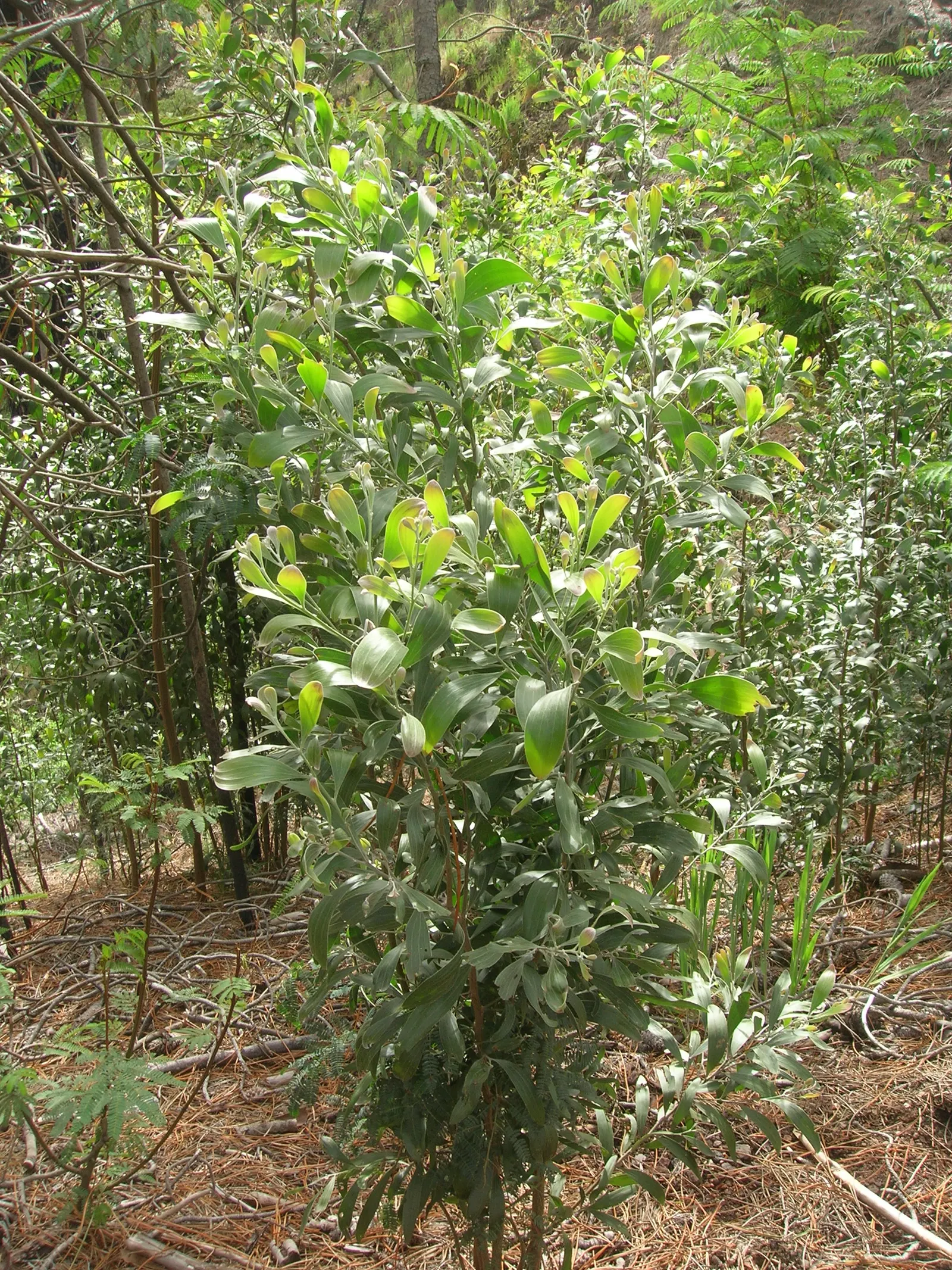 Blackwood Acacia (Acacia Melanoxylon) — the Blackwood Acacia is adorned with fragrant, image 47