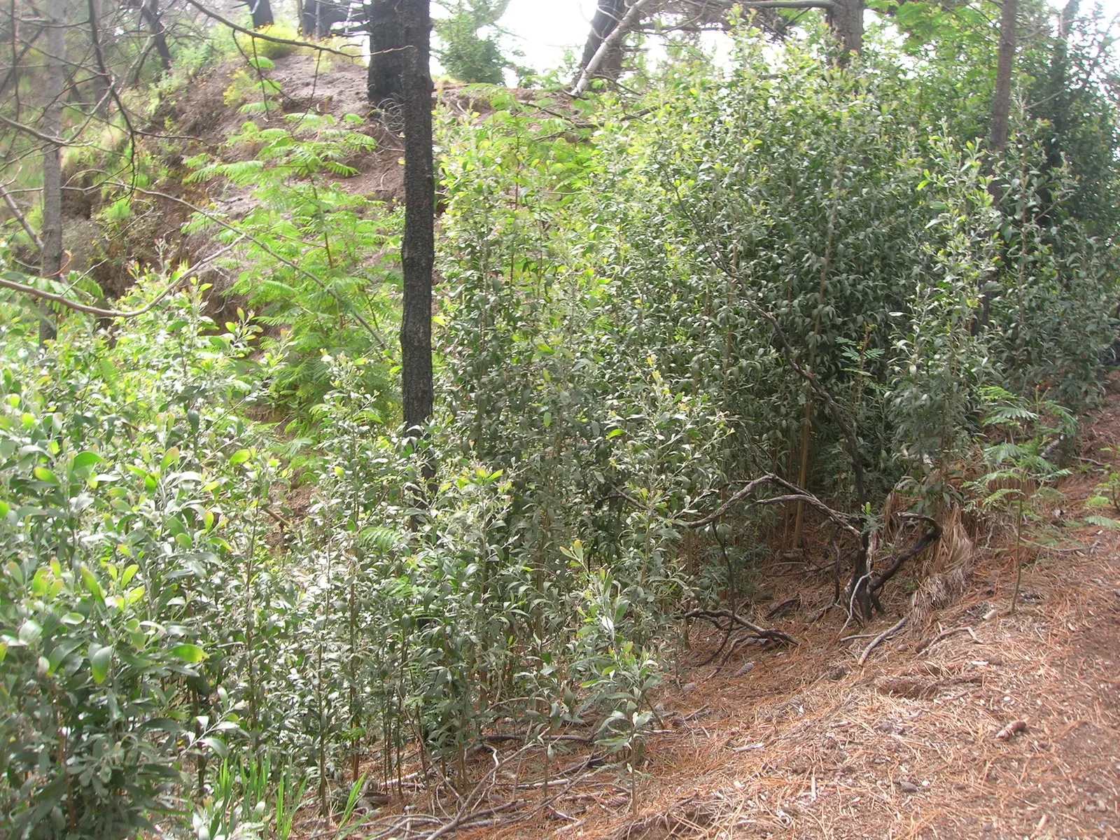 Blackwood Acacia (Acacia Melanoxylon) — adding a splash of color and interest; yet the tree also accepts occasional wet conditions