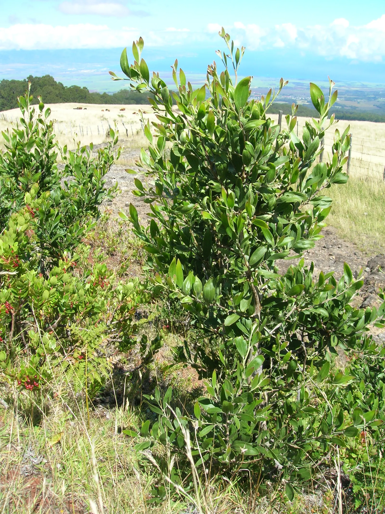 Blackwood Acacia (Acacia Melanoxylon) — These blooms are often followed by elongated seed pods