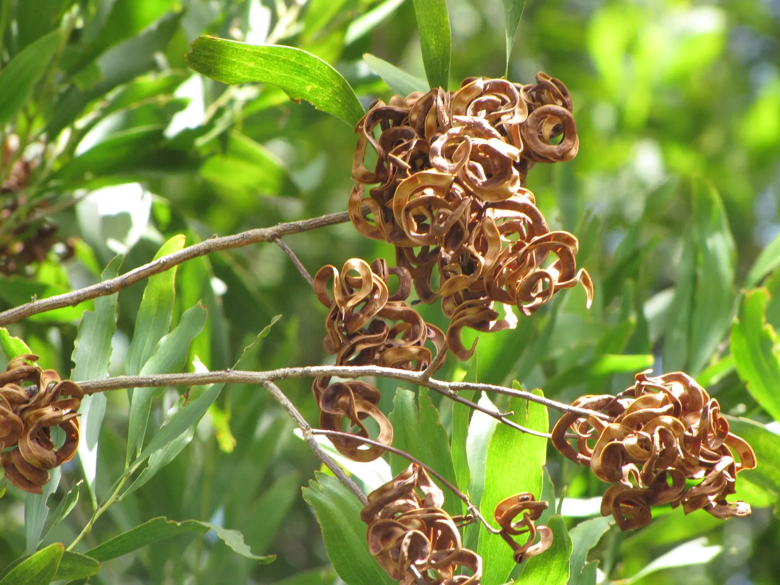 Blackwood Acacia (Acacia Melanoxylon) — Its growth rate is moderately fast