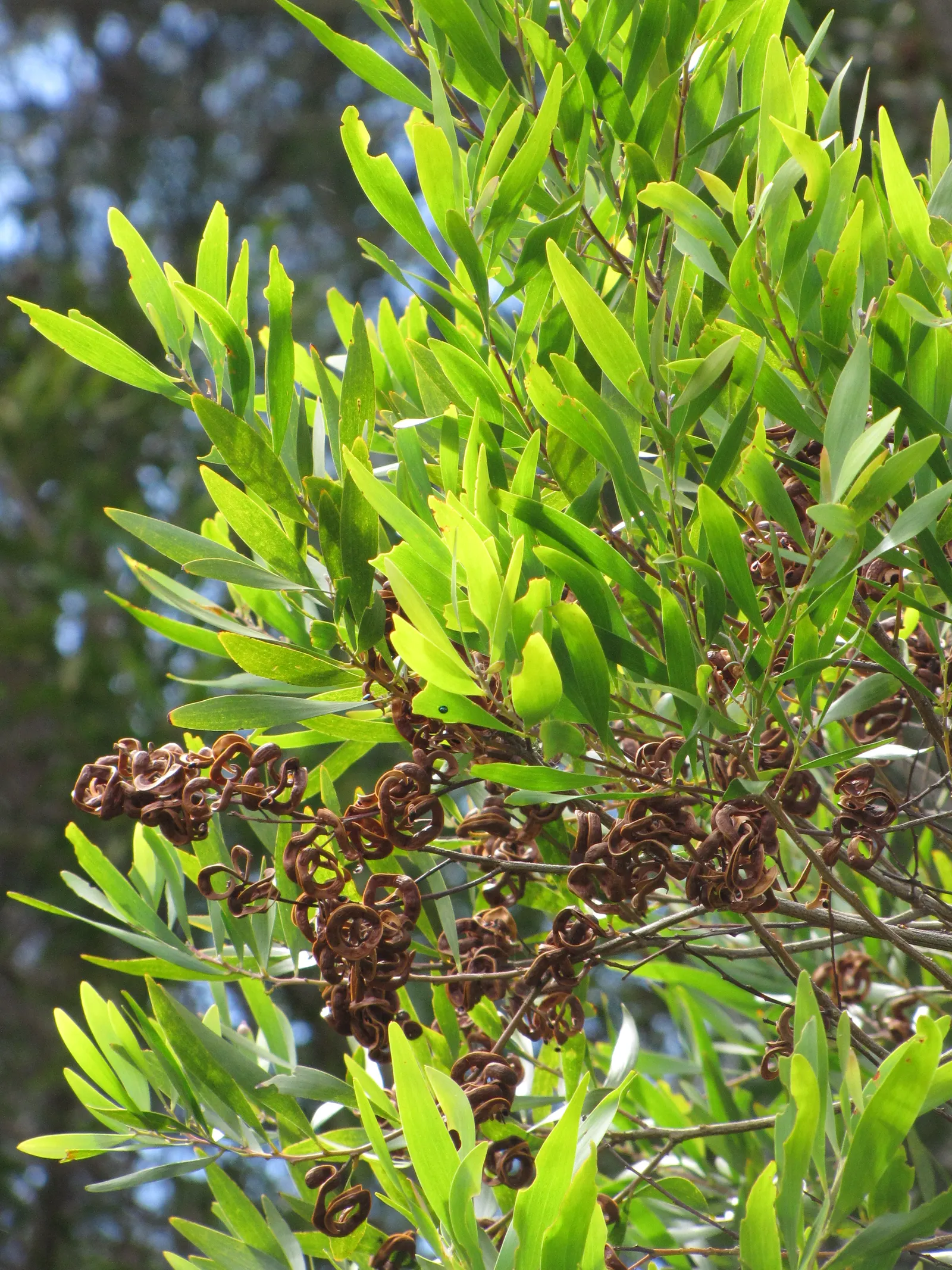 Blackwood Acacia (Acacia Melanoxylon) — Its drought tolerance is noteworthy; with minimal maintenance requirements and a hardy constitution
