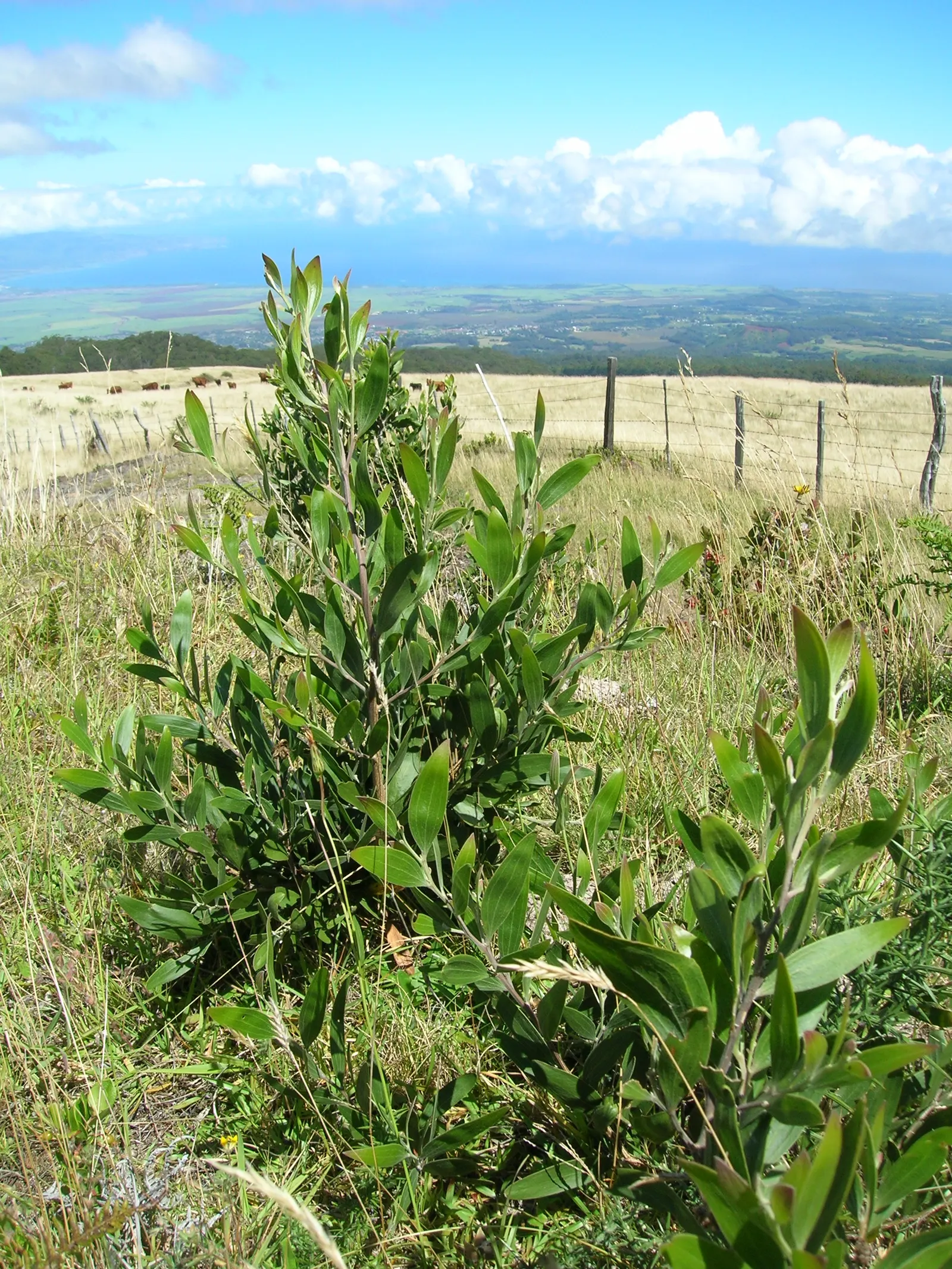 Blackwood Acacia (Acacia Melanoxylon) — adding a splash of color and interest