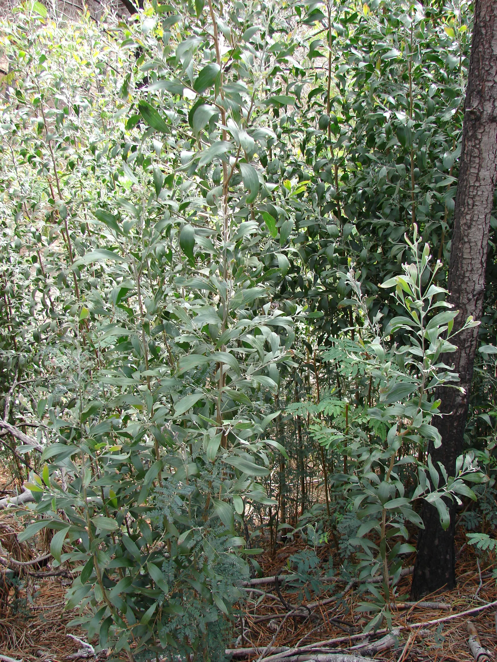 Blackwood Acacia (Acacia Melanoxylon) — These blooms are often followed by elongated seed pods; tree with white blooms