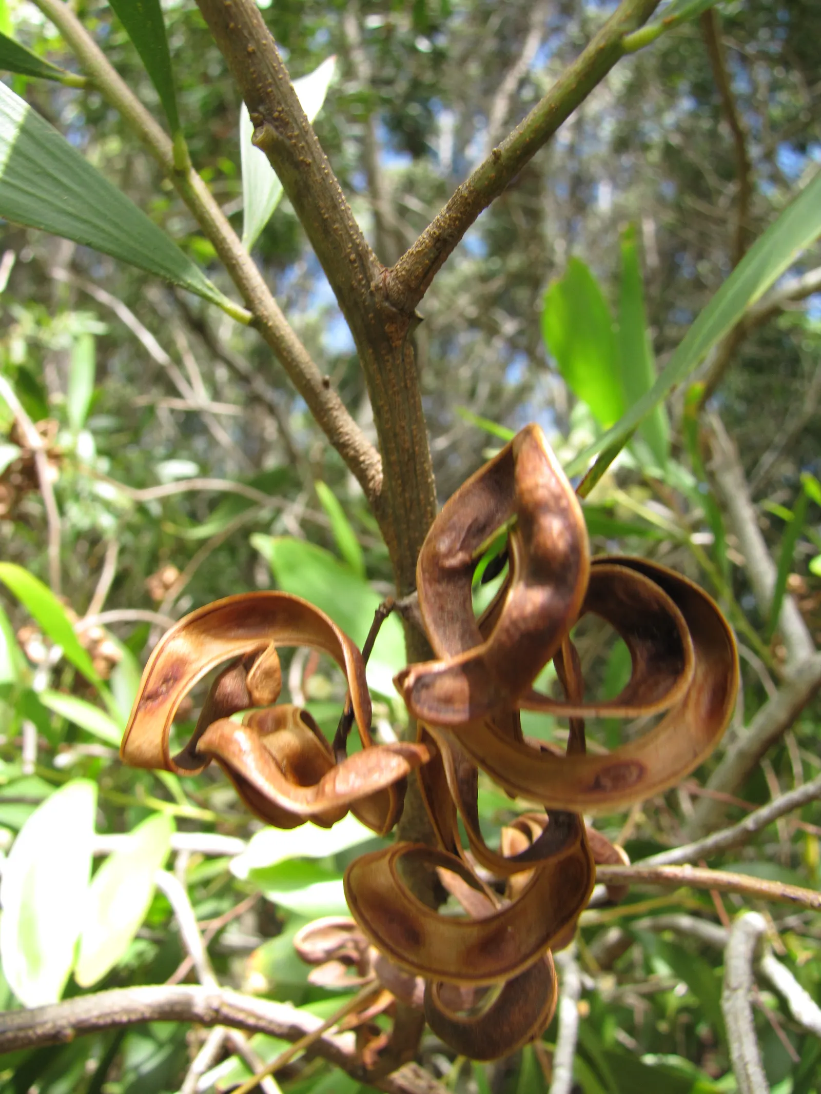 Blackwood Acacia (Acacia Melanoxylon) — is an evergreen tree renowned for both its ornamental and functional benefits; white flowers in the garden