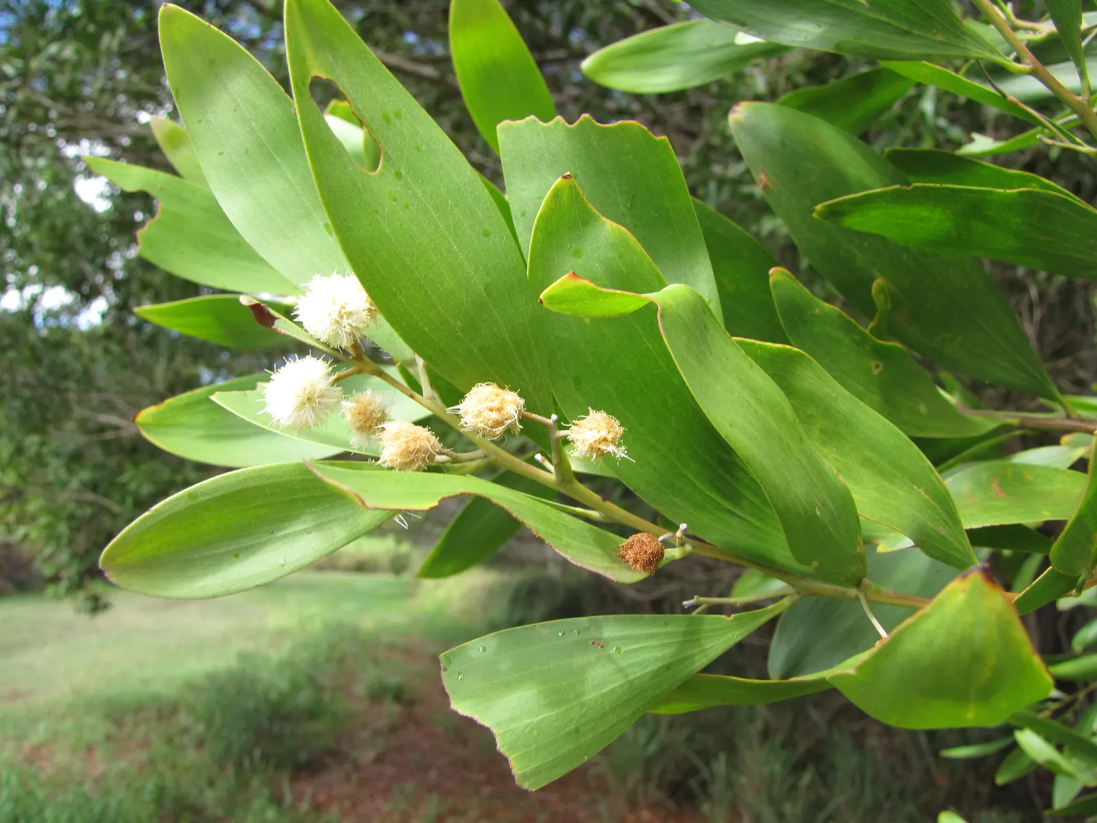 Blackwood Acacia (Acacia Melanoxylon) — Blackwood Acacia (Acacia melanoxylon) is an evergreen