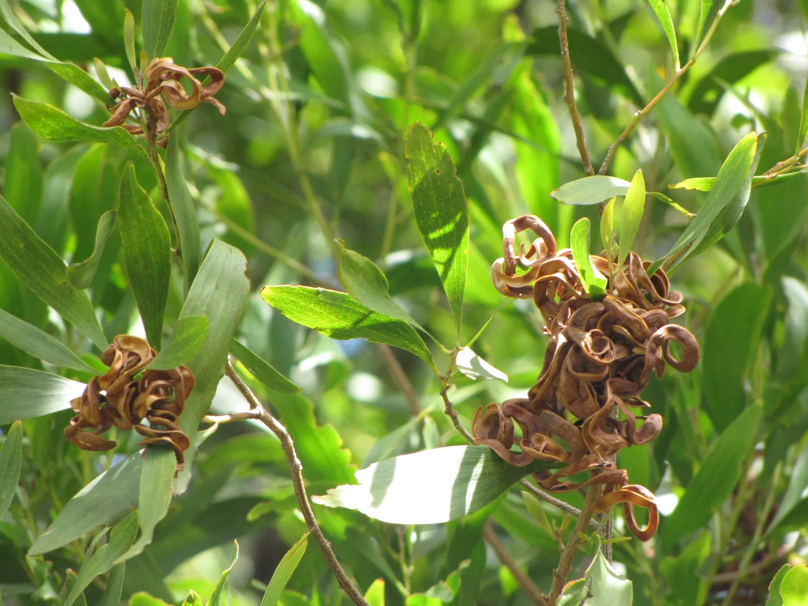 Blackwood Acacia (Acacia Melanoxylon) — the Acacia melanoxylon thrives in full sun conditions and is highly adaptable to various soil types; its growth rate is