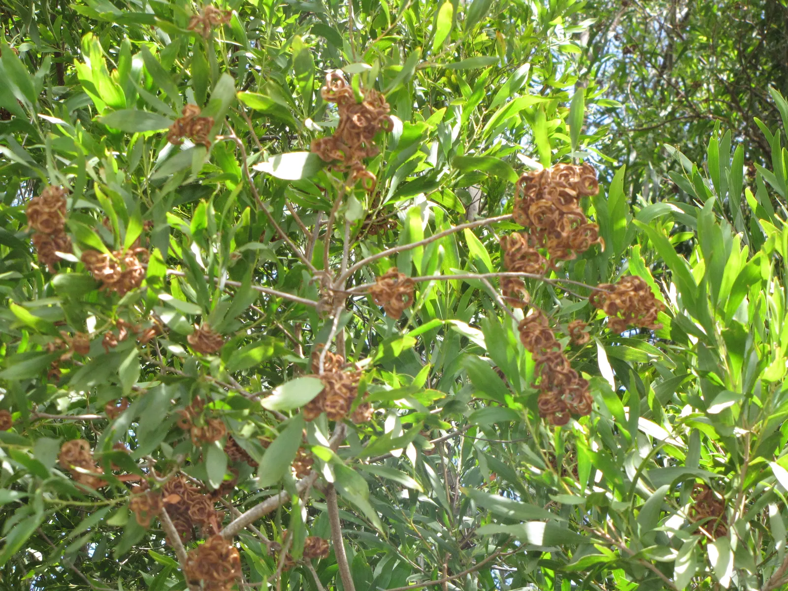 Blackwood Acacia (Acacia Melanoxylon) — dense canopy of dark green; fast-growing tree native to Australia
