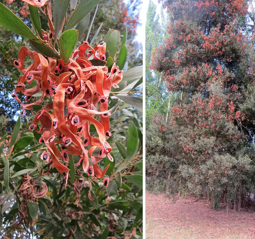 Blackwood Acacia (Acacia Melanoxylon) — each measuring up to 4 inches long; is an evergreen tree renowned for both its ornamental and functional benefits