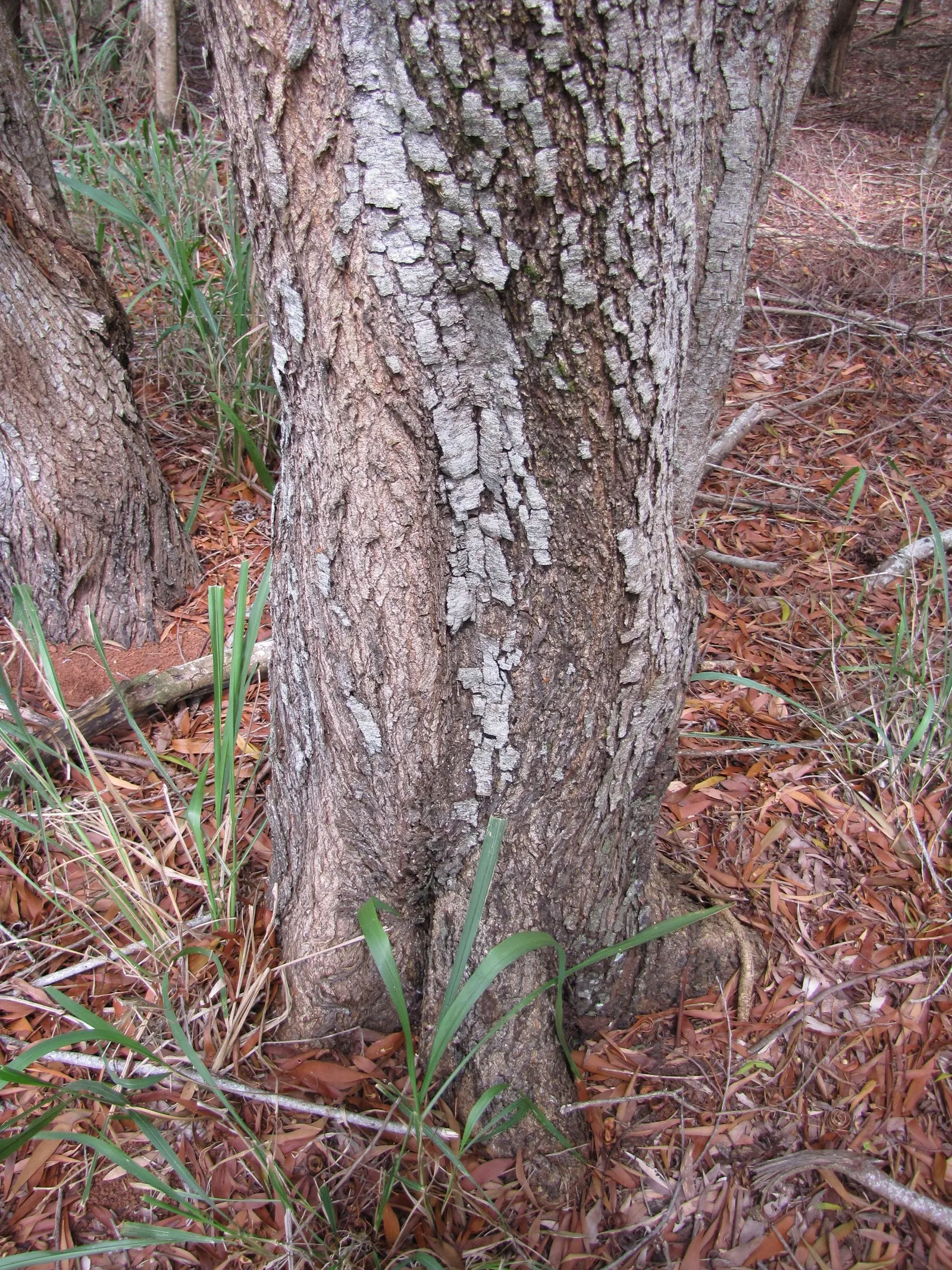 Blackwood Acacia (Acacia Melanoxylon) — each measuring up to 4 inches long