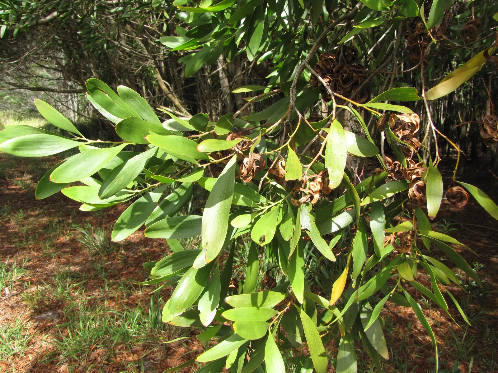 Blackwood Acacia (Acacia Melanoxylon) — yet the tree also accepts occasional wet conditions; reaching up to 100 ft tall