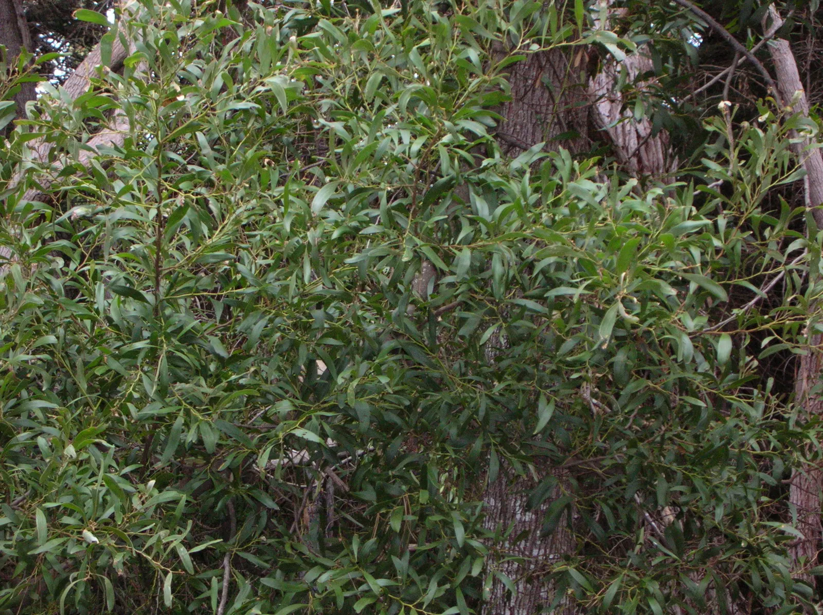 Blackwood Acacia (Acacia Melanoxylon) — which mature to a deep brown shade.<br><br>Suitable for USDA hardiness zones 9 through 11