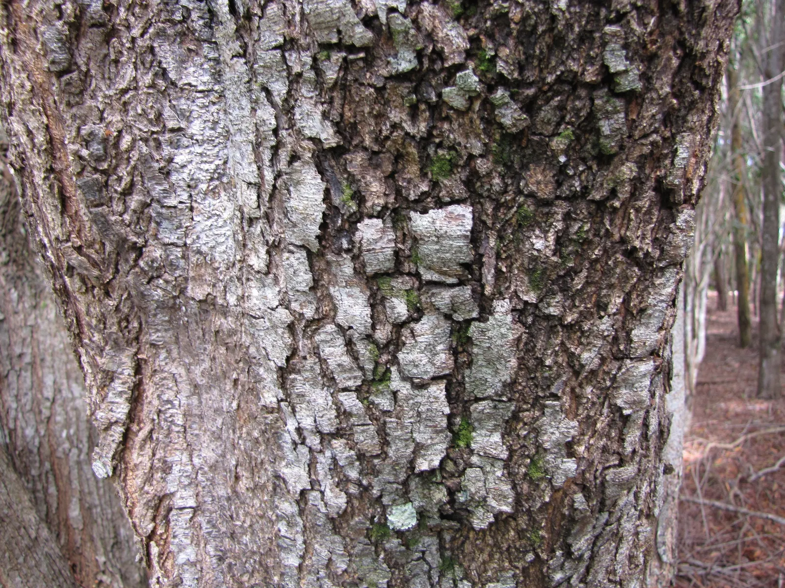 Blackwood Acacia (Acacia Melanoxylon) — this adaptable species quickly flourishes to reach an impressive height of 30 to 50 feet