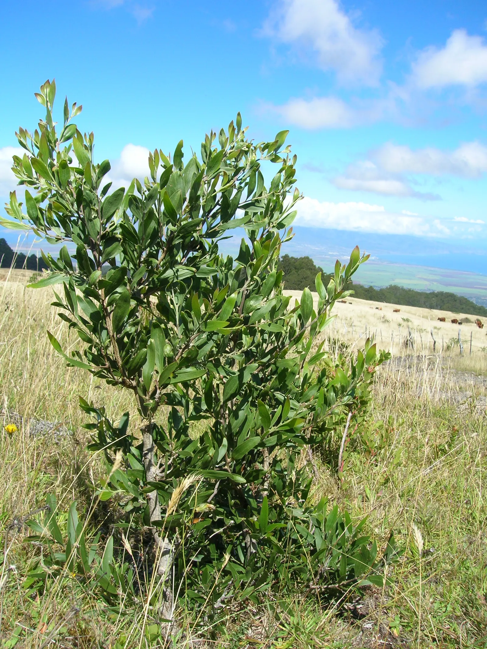 Blackwood Acacia (Acacia Melanoxylon) — although it prefers well-drained soils