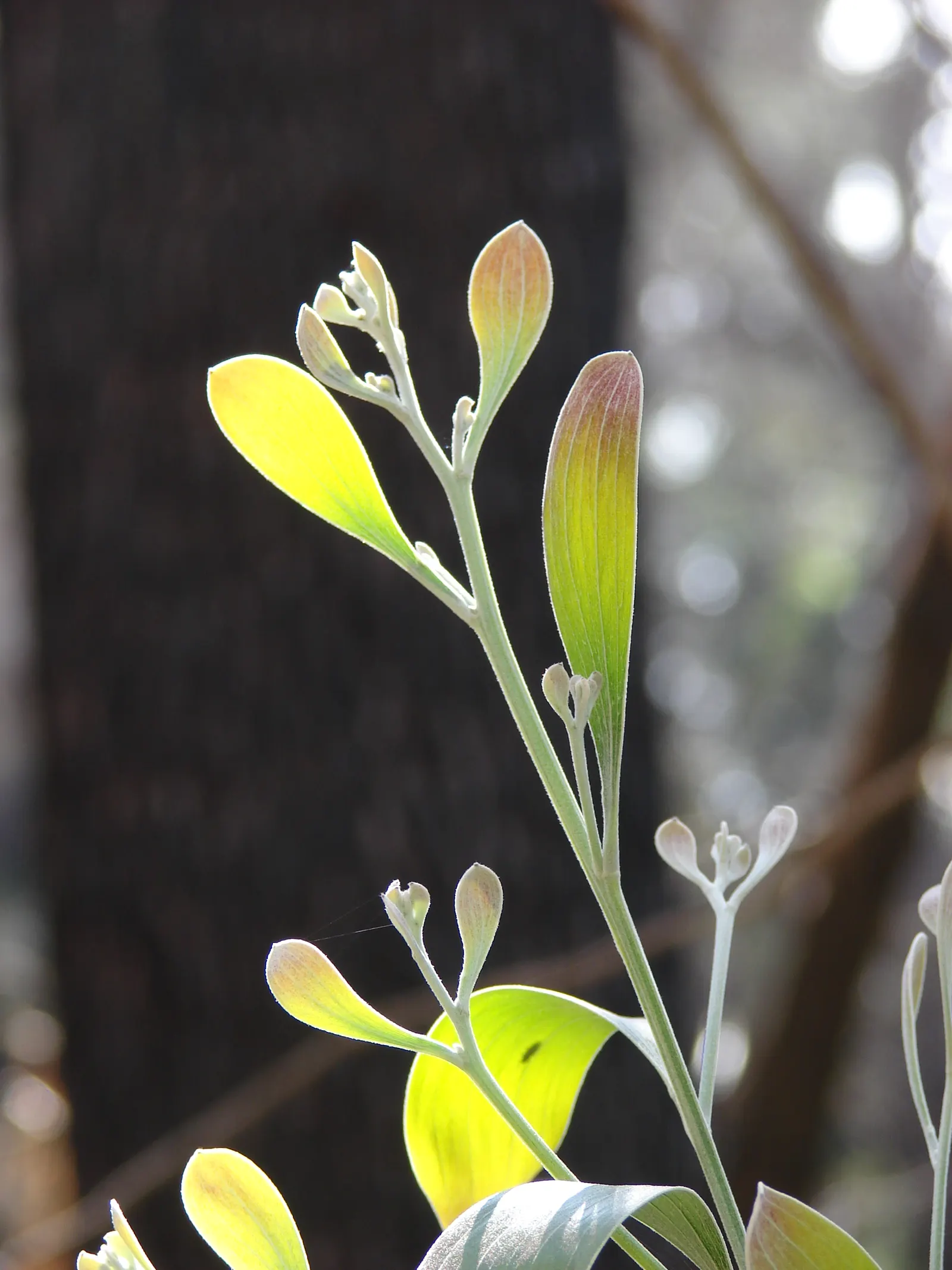 Blackwood Acacia (Acacia Melanoxylon) — Originating from southeastern Australia; its wood is prized for fine furniture