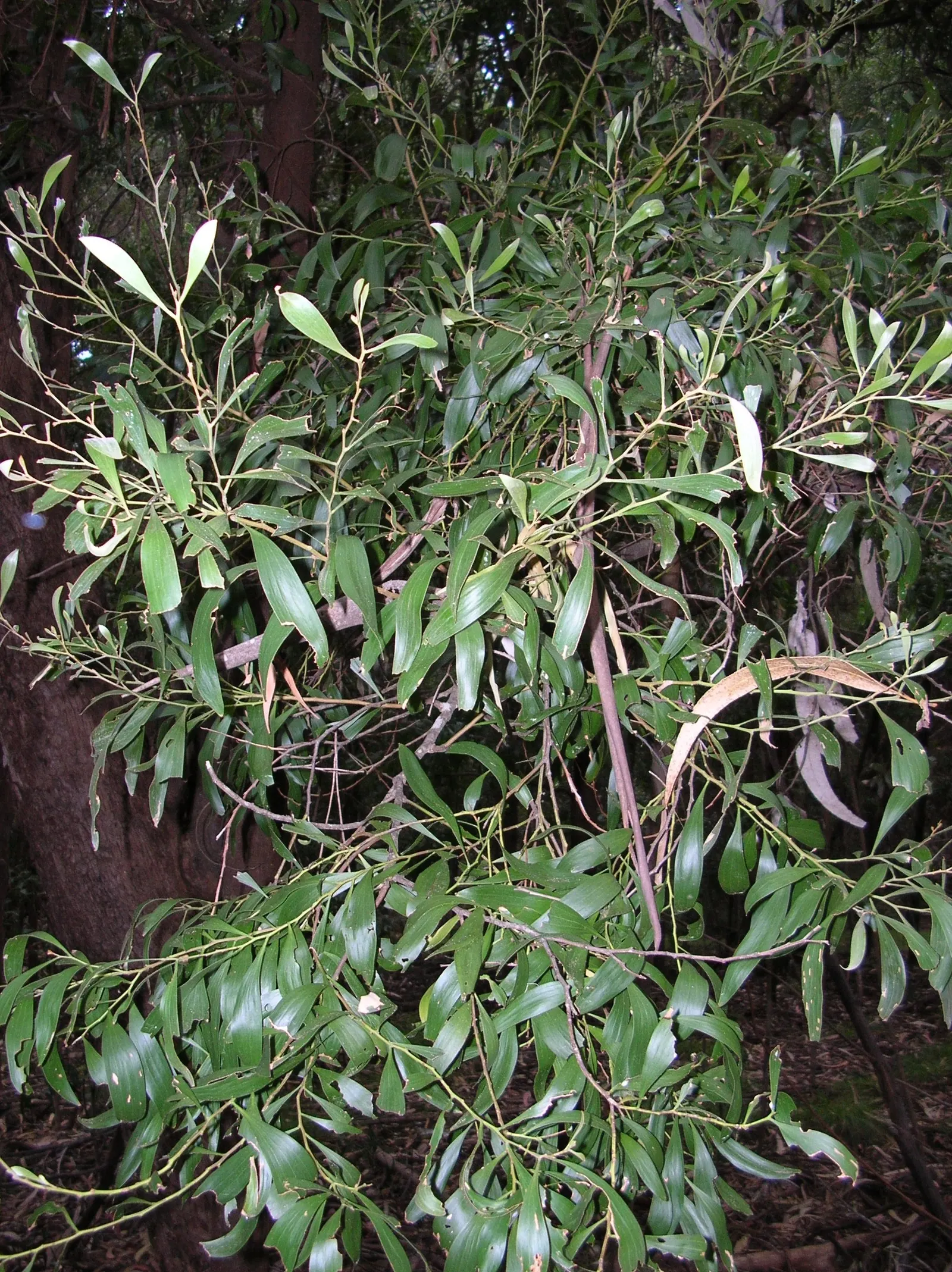 Blackwood Acacia (Acacia Melanoxylon) — the Blackwood Acacia is adorned with fragrant