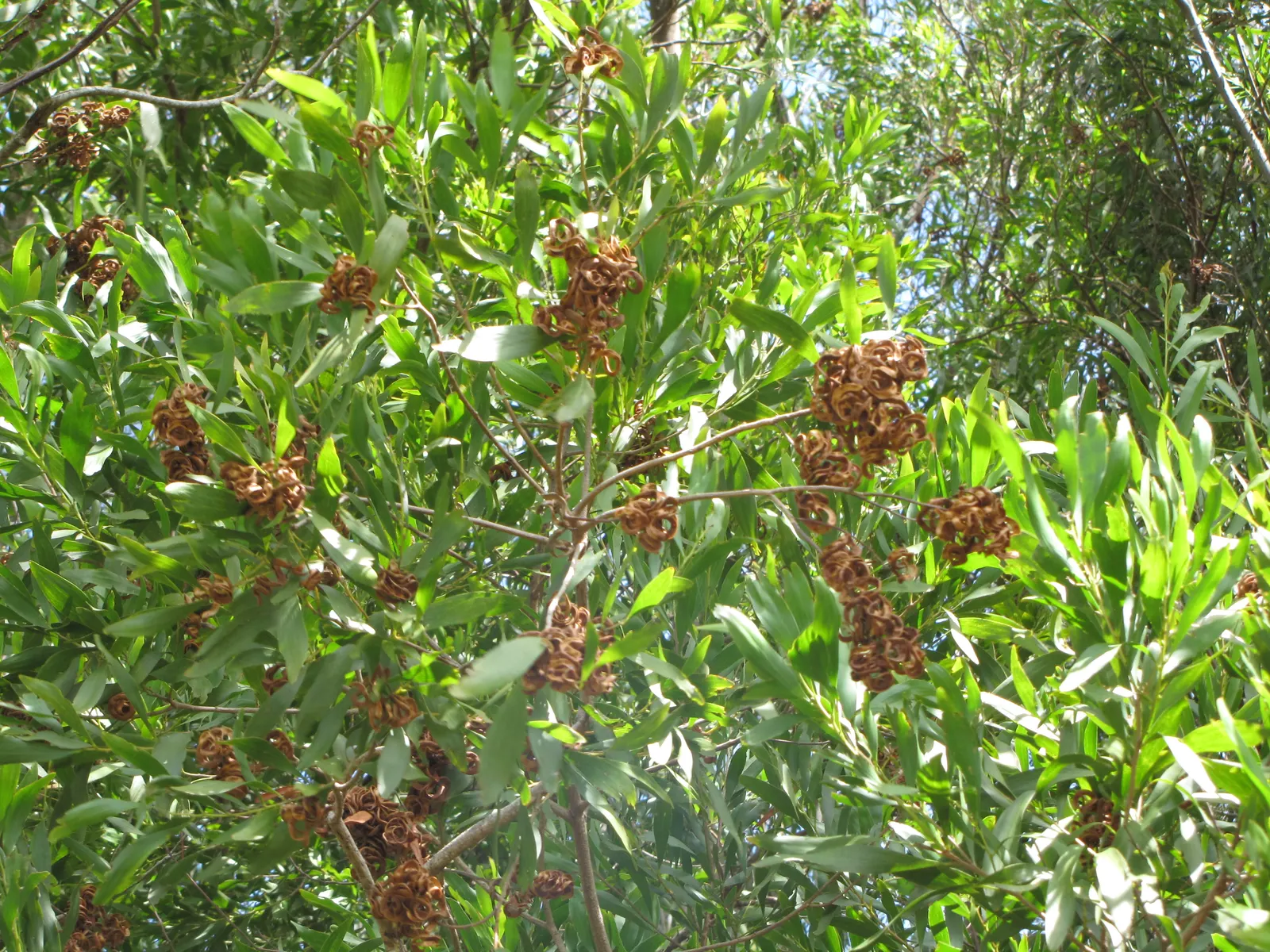 Blackwood Acacia (Acacia Melanoxylon) — with a canopy spread of 20 to 35 feet; which mature to a deep brown shade.<br><br>Suitable for USDA hardiness zones 9